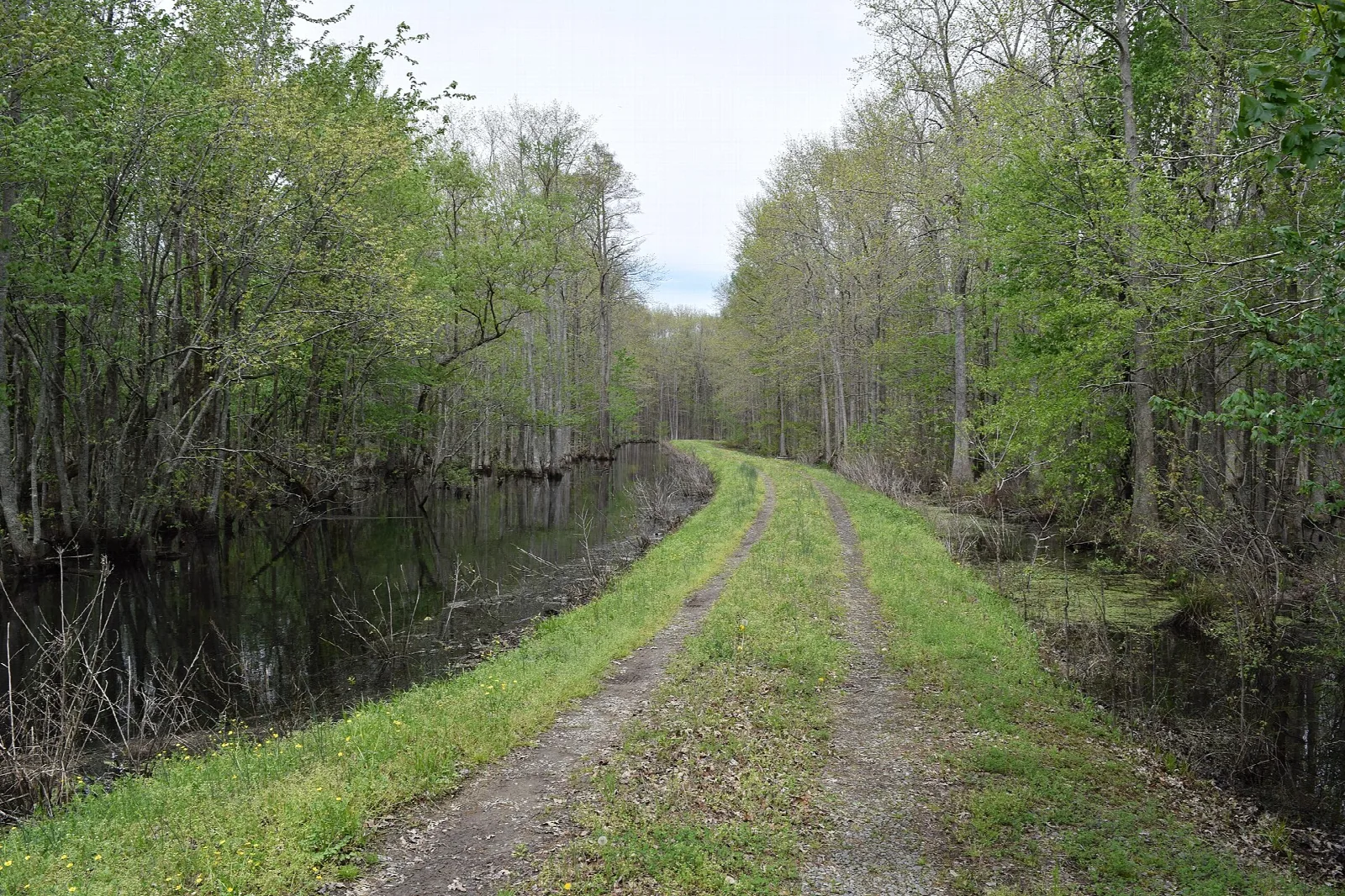 Grassy track beside a dark waterway through green forest