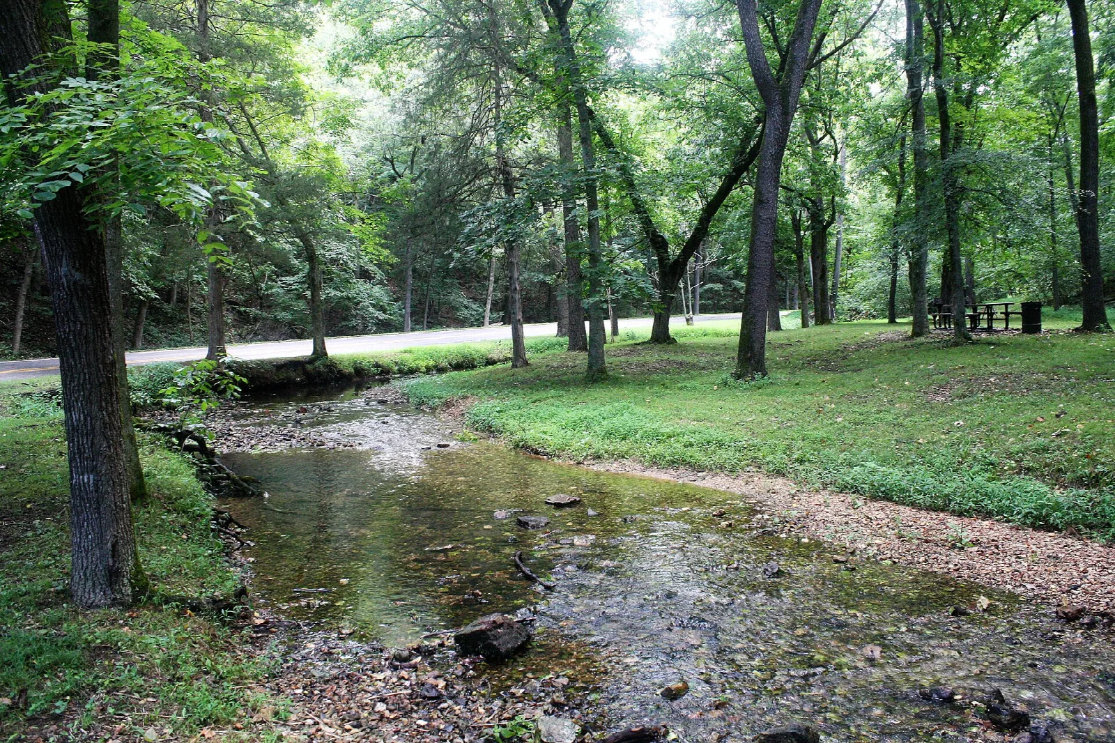 Small clear creek running beside a grassy bank under tall trees