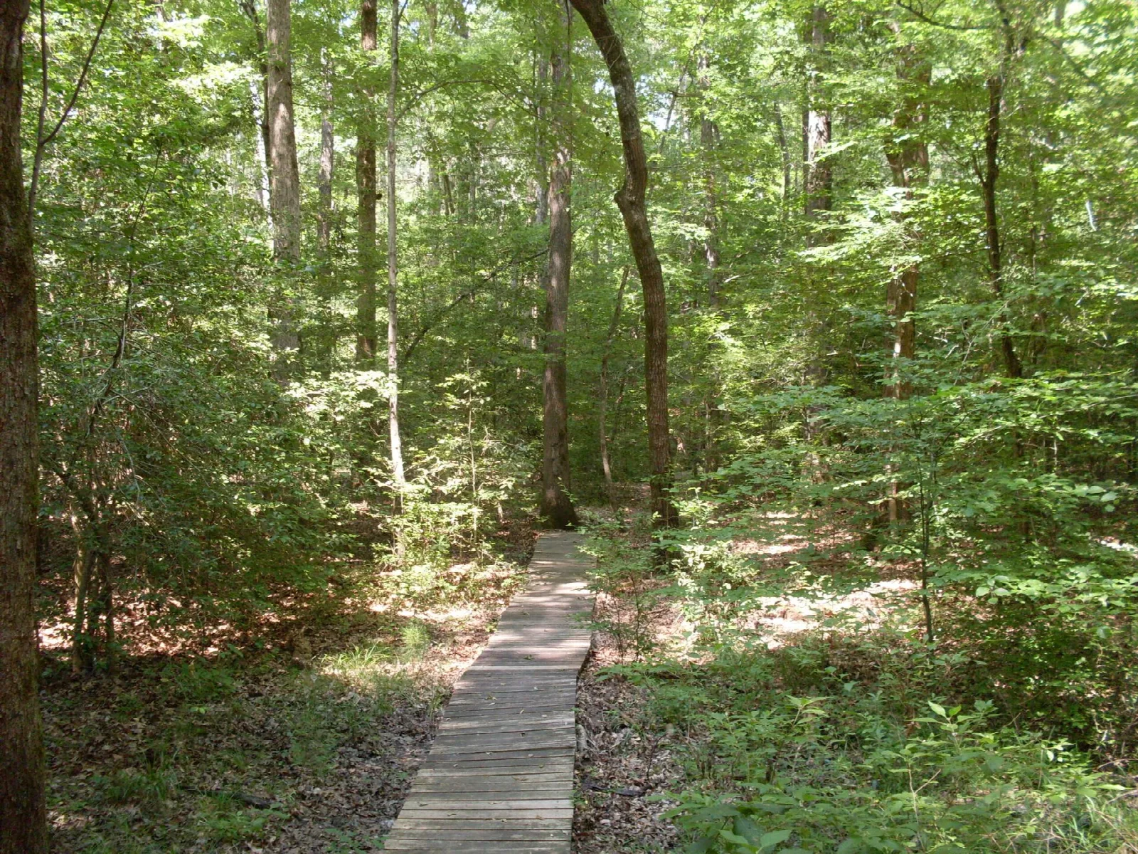 Narrow wooden boardwalk trail through green hardwood forest