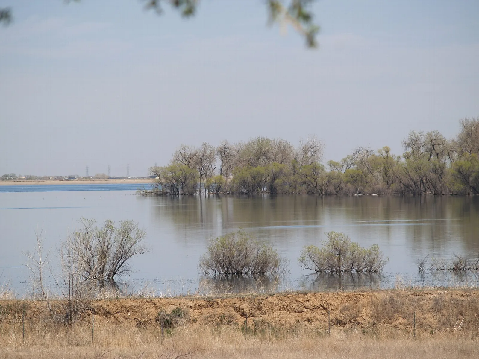 Calm lake water with shrubs and trees growing out of the shallows