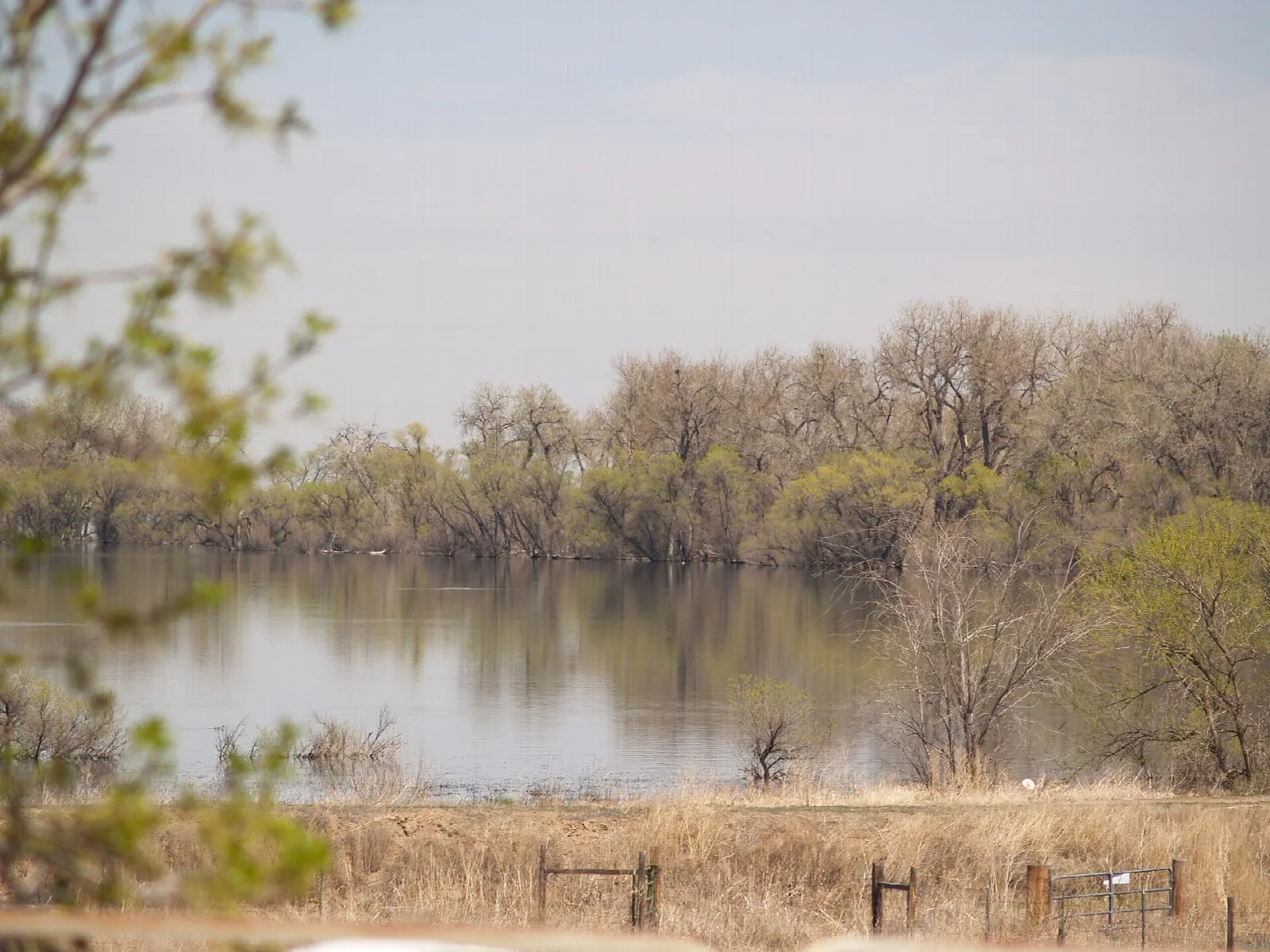 Still lake water framed by trees and dry grass
