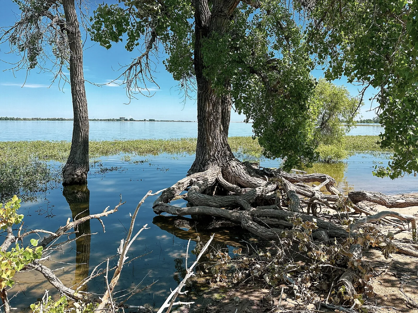 Large cottonwood with exposed roots standing in shallow lake water