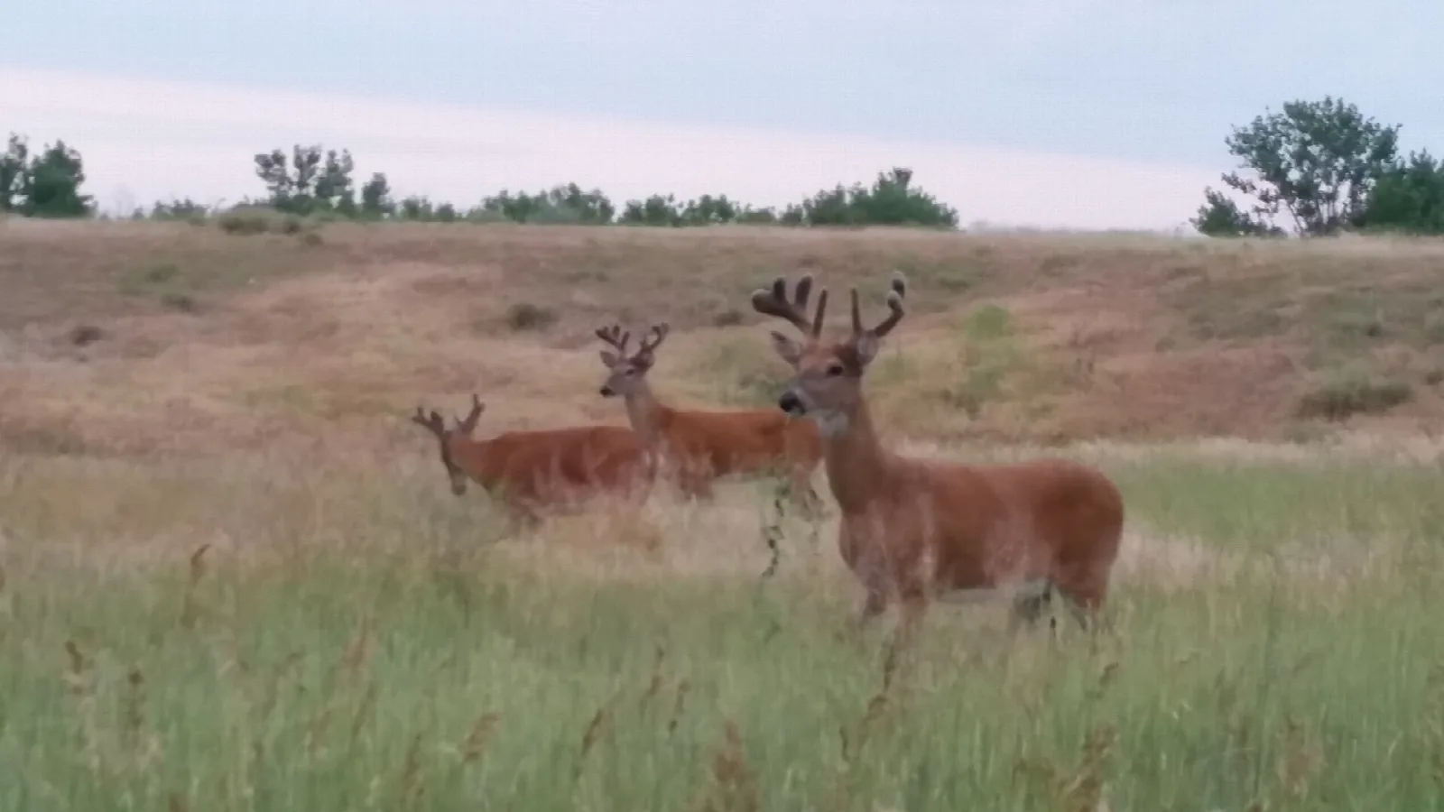 Three deer standing in tall prairie grass