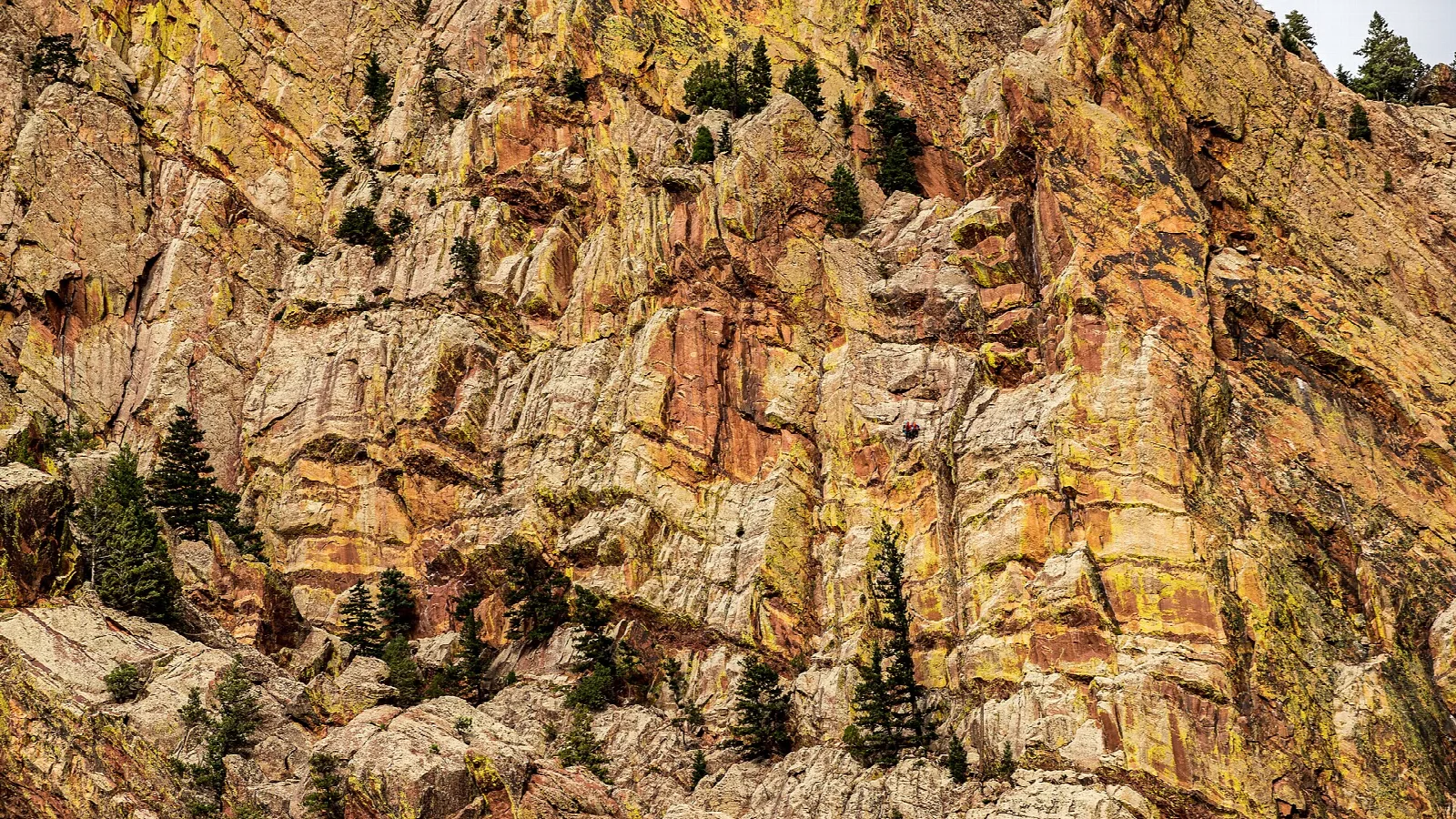 Golden sandstone cliff face with small trees on the ledges
