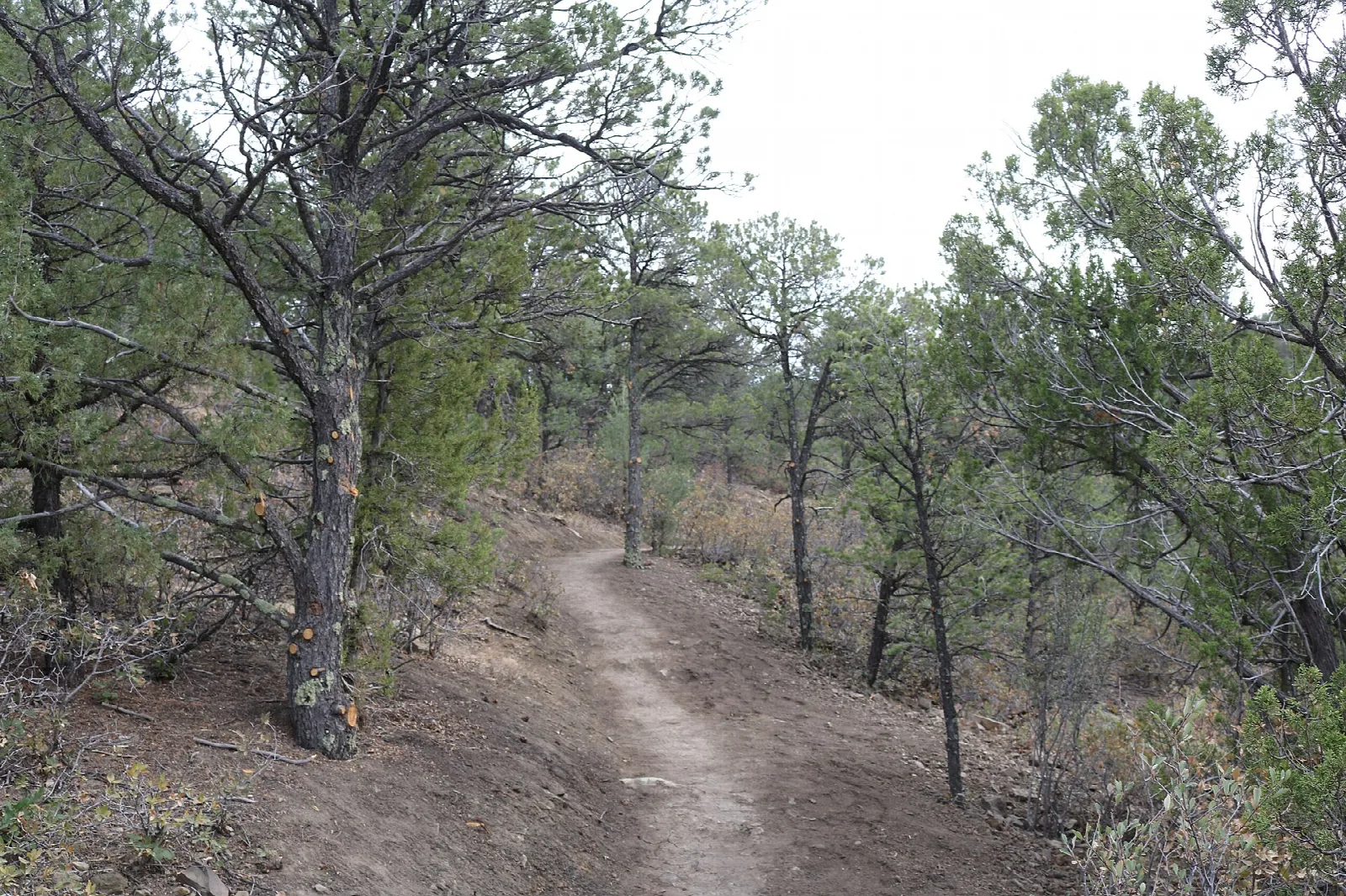 A dirt trail winding through pine and juniper trees