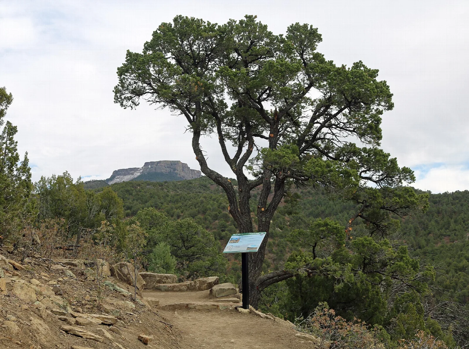 A trail with steps beside a juniper tree and a distant peak
