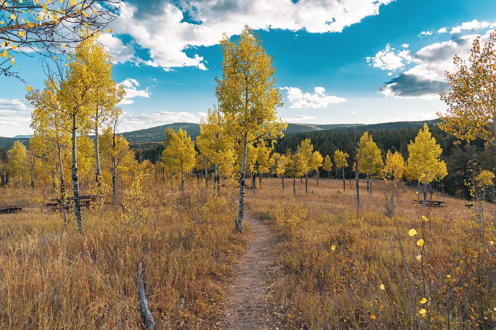 A dirt trail through golden grass and yellow aspen trees under blue sky