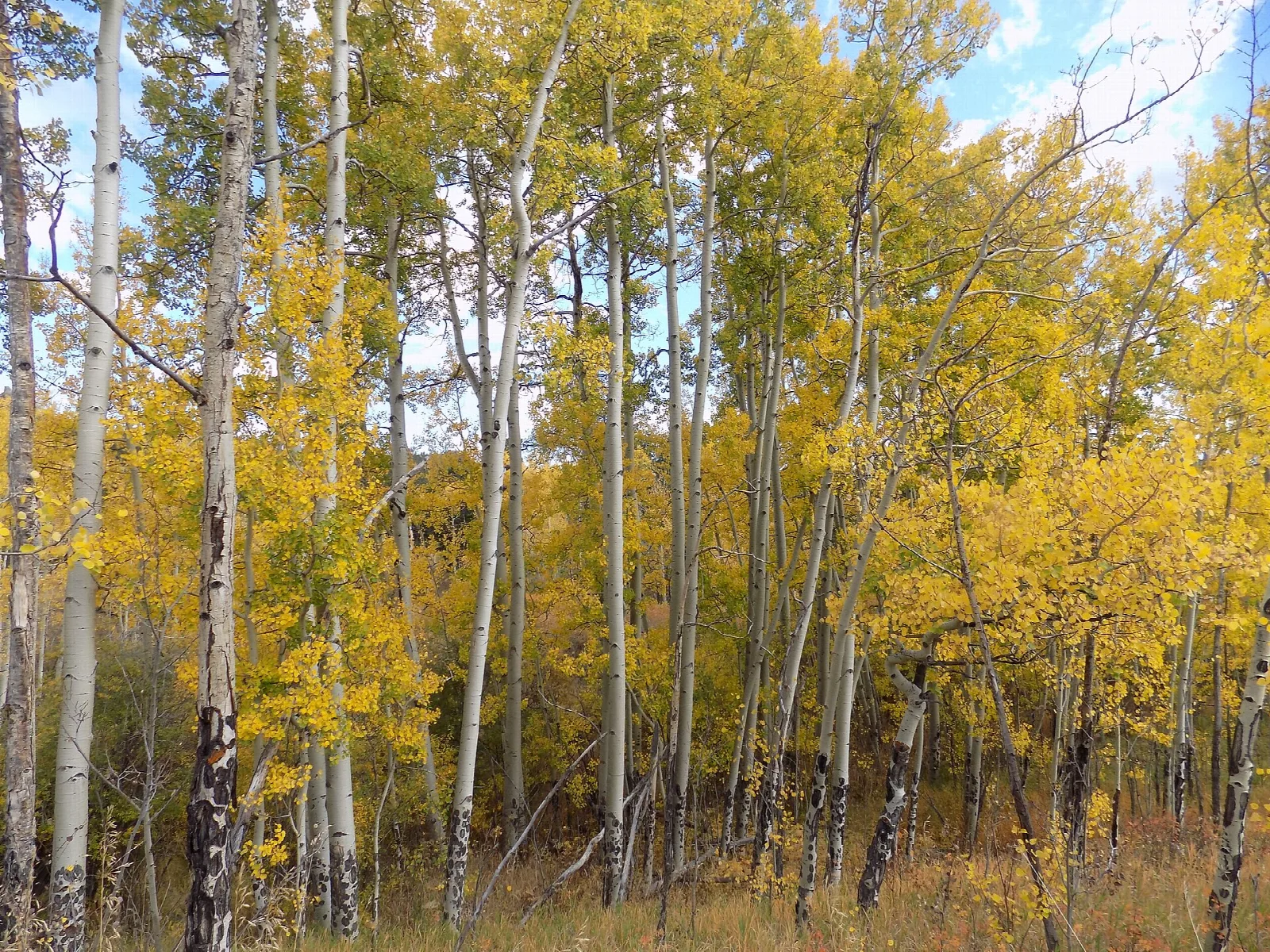 A grove of yellow quaking aspen trees