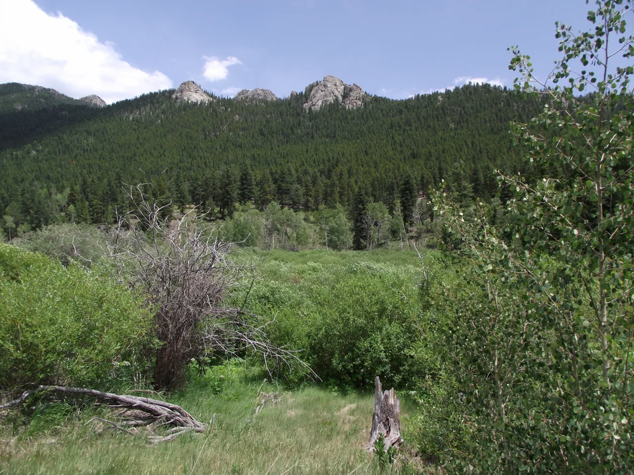 A green mountain meadow below rocky ridges
