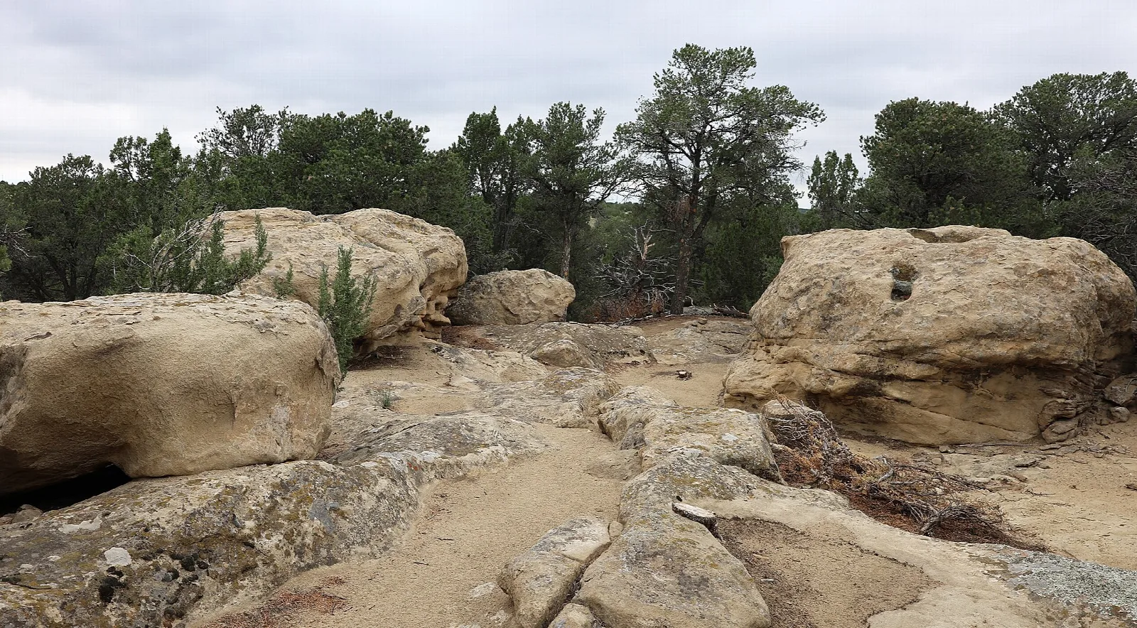 Large sandstone boulders among pine trees along a trail