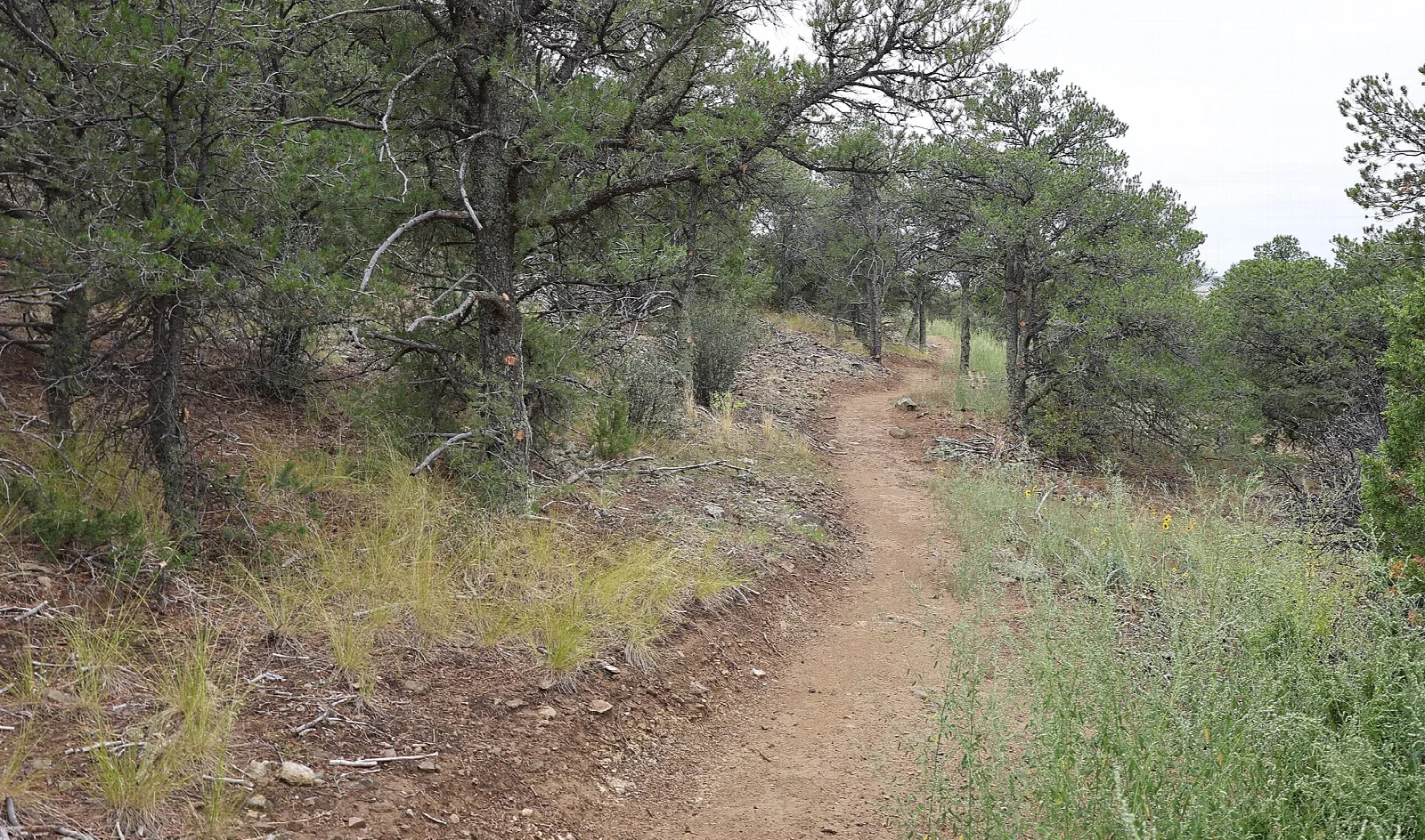 Dirt trail through pinon and juniper woods