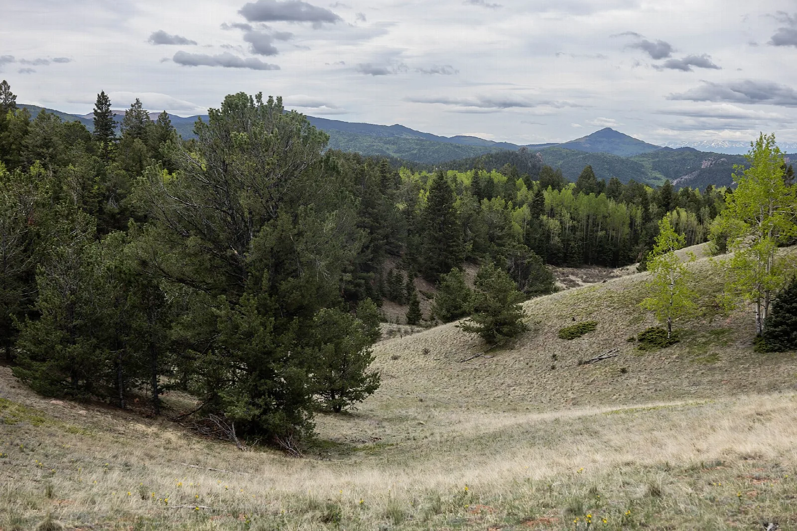 Grassy meadow among pines and aspens with mountains in the distance