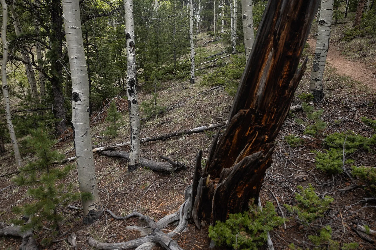 Trail through white-barked aspens and pines