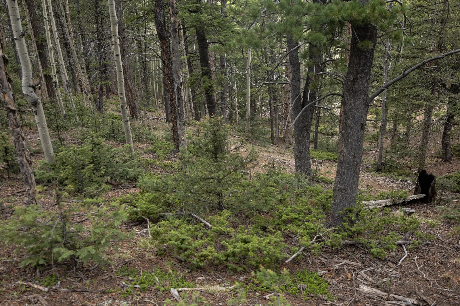 Open pine forest floor with green shrubs and a trail