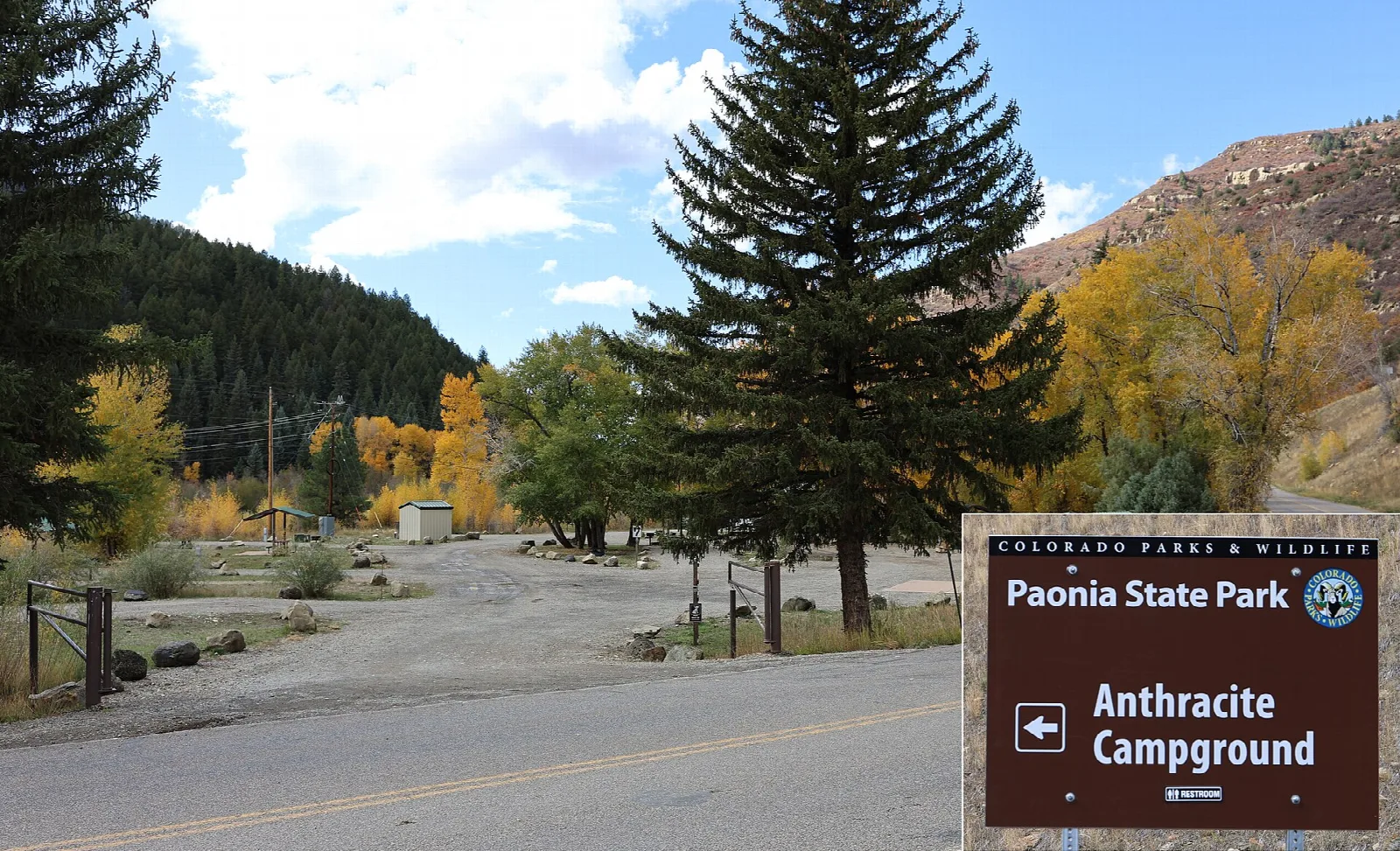 Campground road with tall spruce and yellow aspens