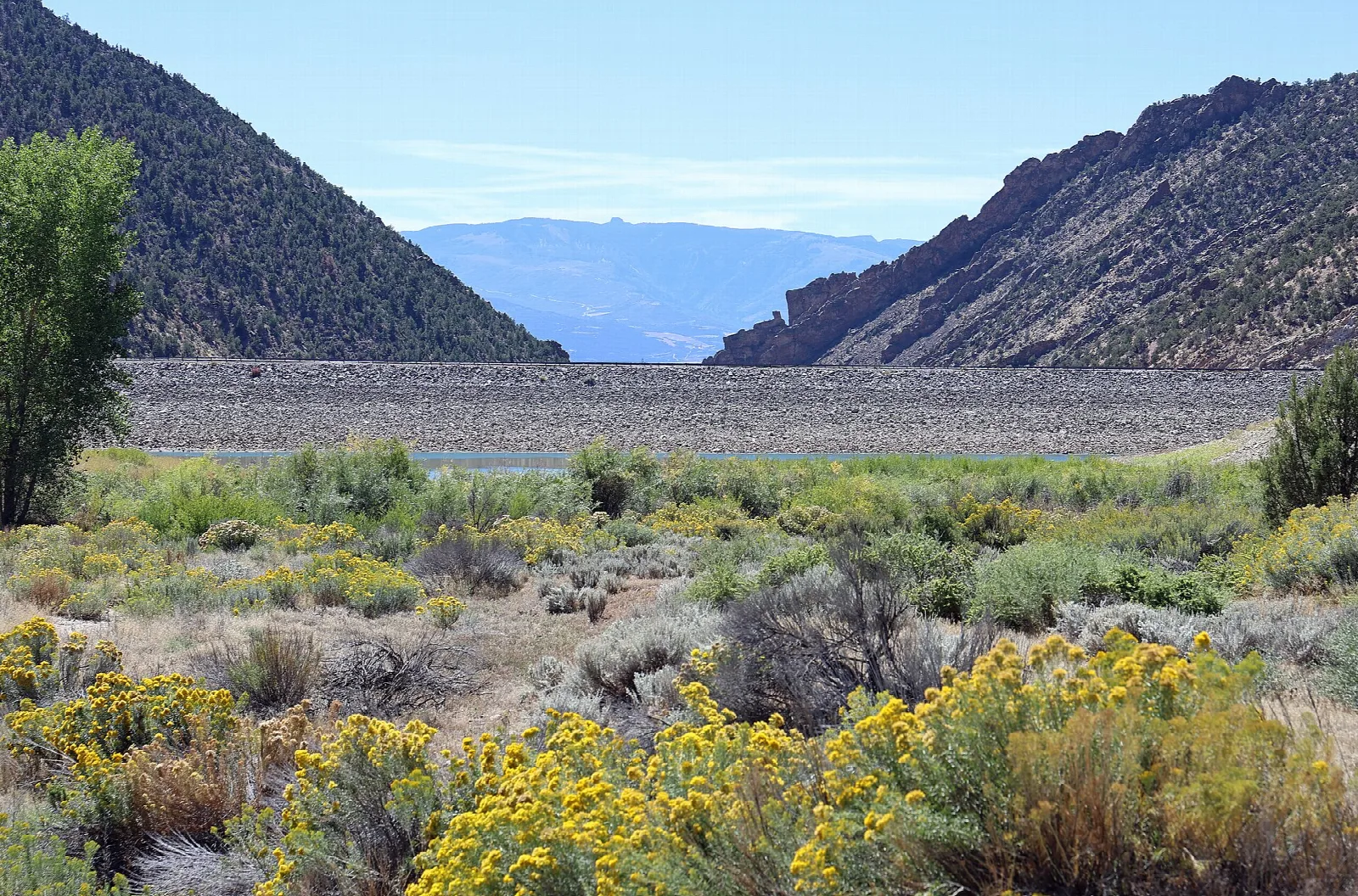 Yellow flowering shrubs in front of a rock-faced dam between two steep hillsides