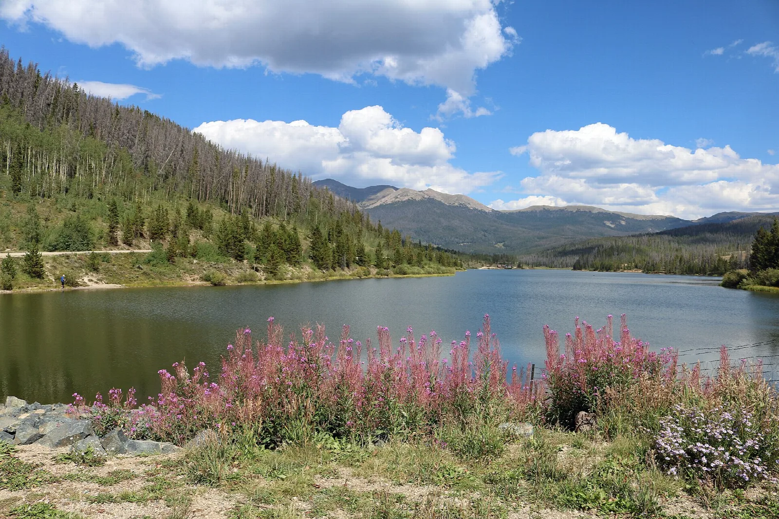 Lake ringed by forested slopes with pink wildflowers along the shore and mountains beyond