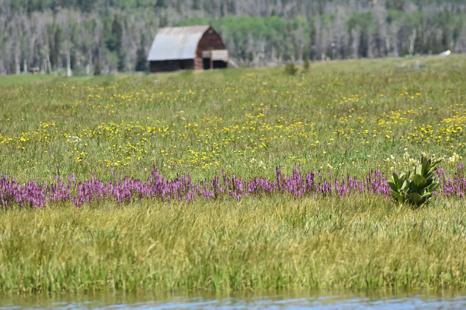 Meadow of yellow and purple wildflowers with a barn at the edge of the forest