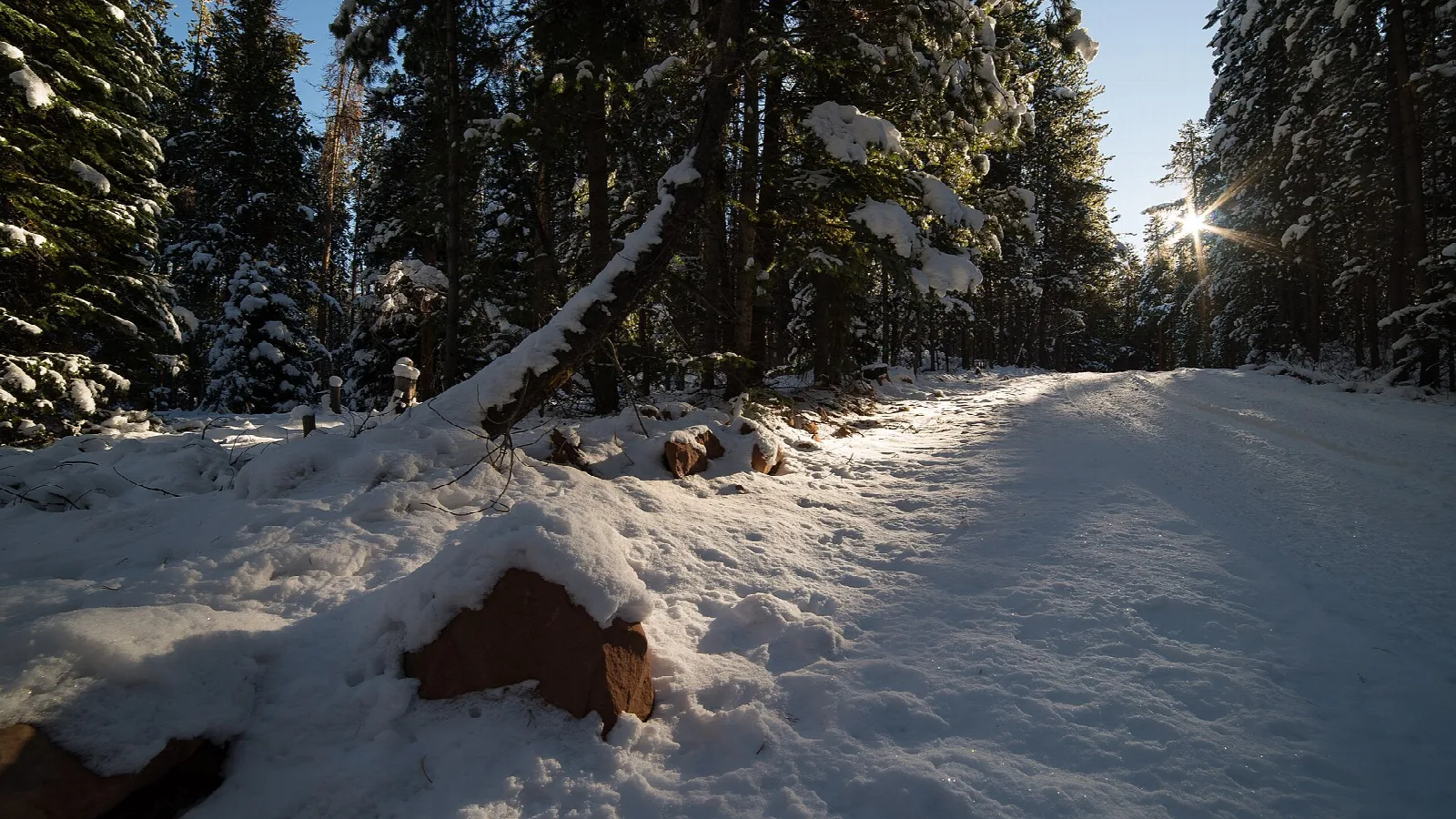A snow-covered trail through snowy evergreen trees with low sun