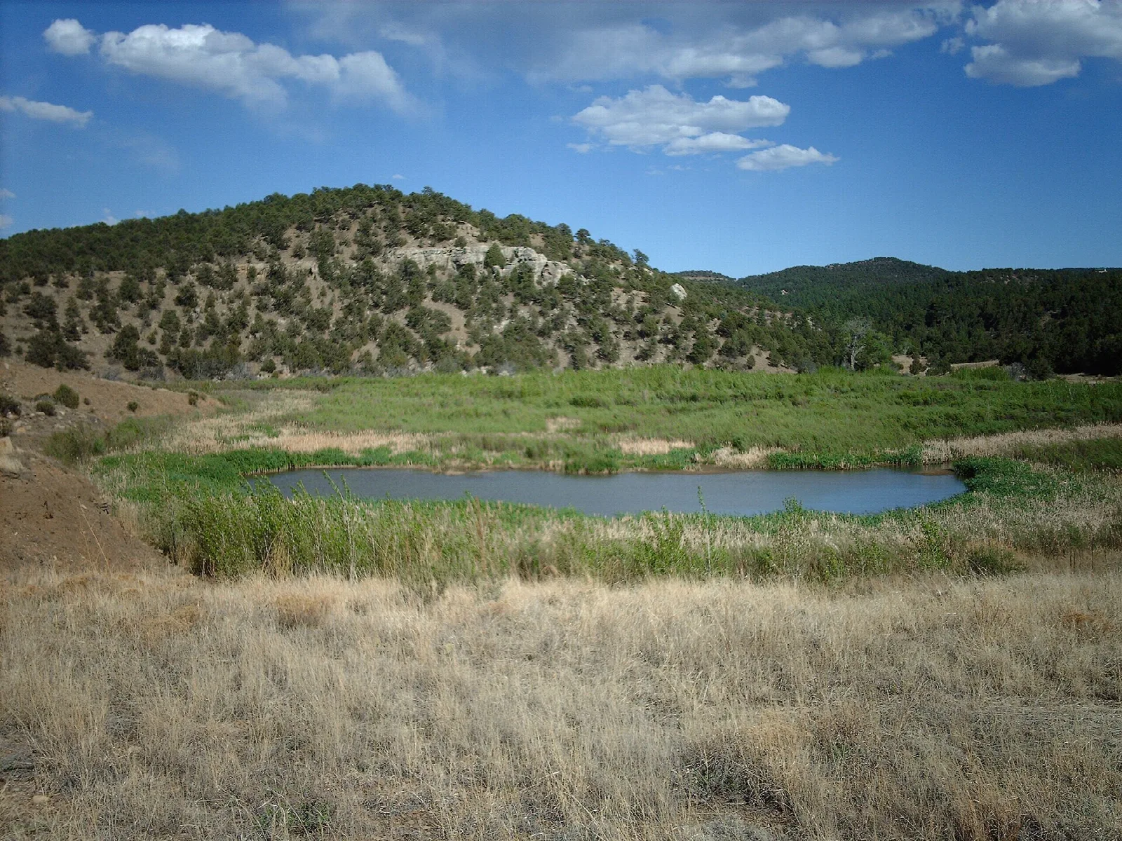 Small pond in a green meadow below a pinyon-covered hill