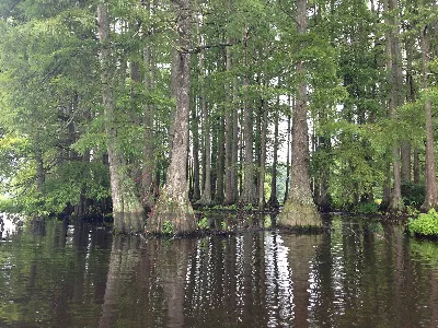 Trap Pond State Park