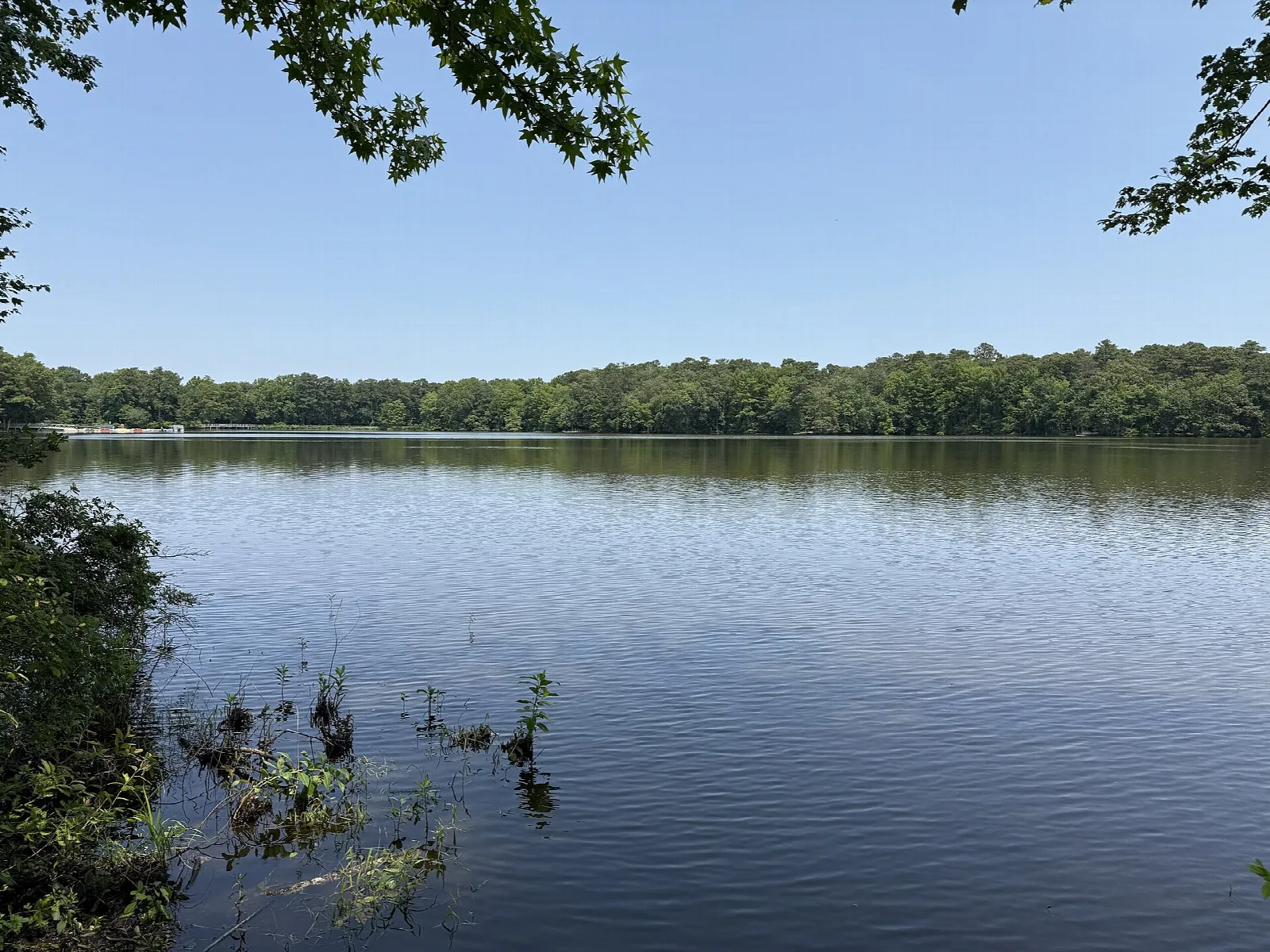 Calm pond with a tree-lined far shore under a blue sky