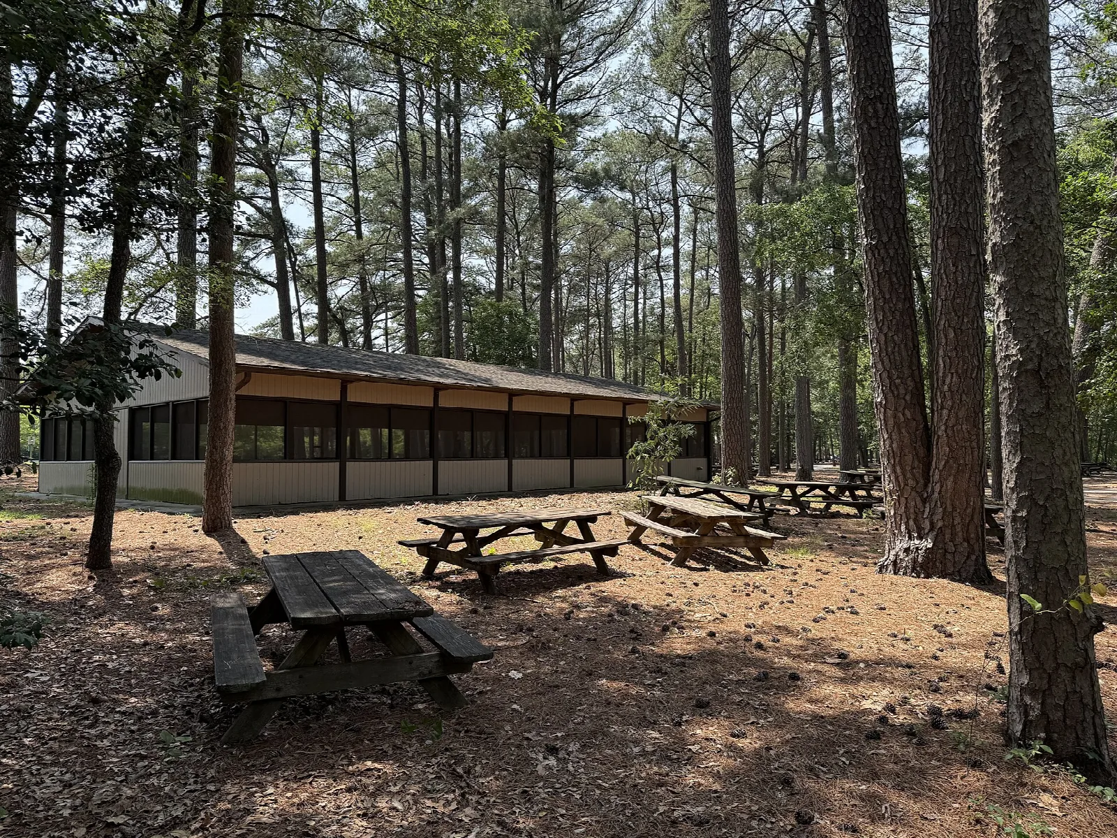 Picnic tables and a pavilion among tall pine trees