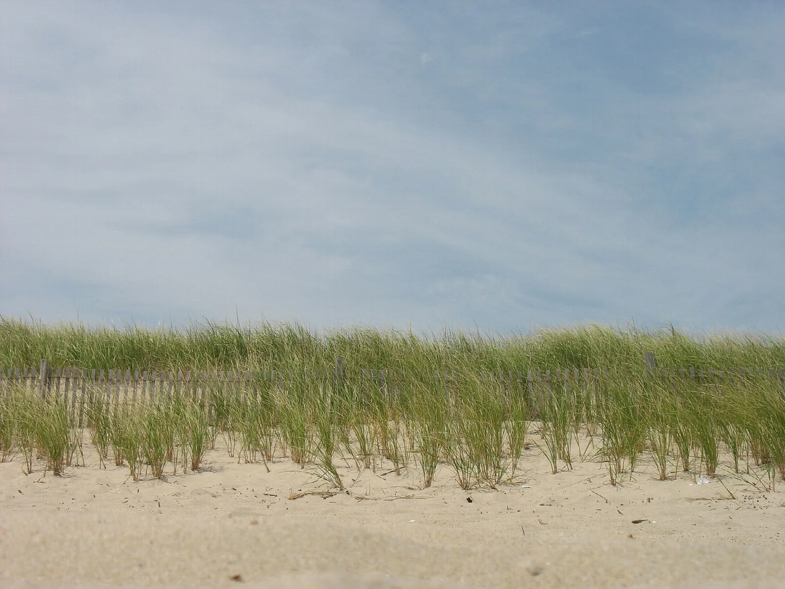 Sand dune topped with beach grass under a pale sky