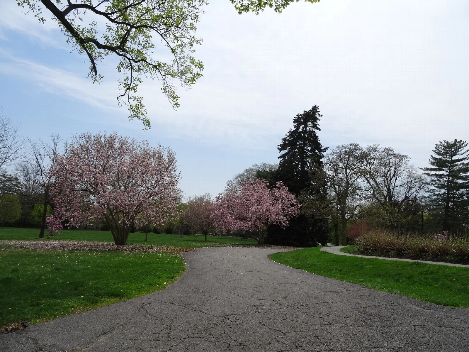 Paved path through lawn with blossoming trees and evergreens