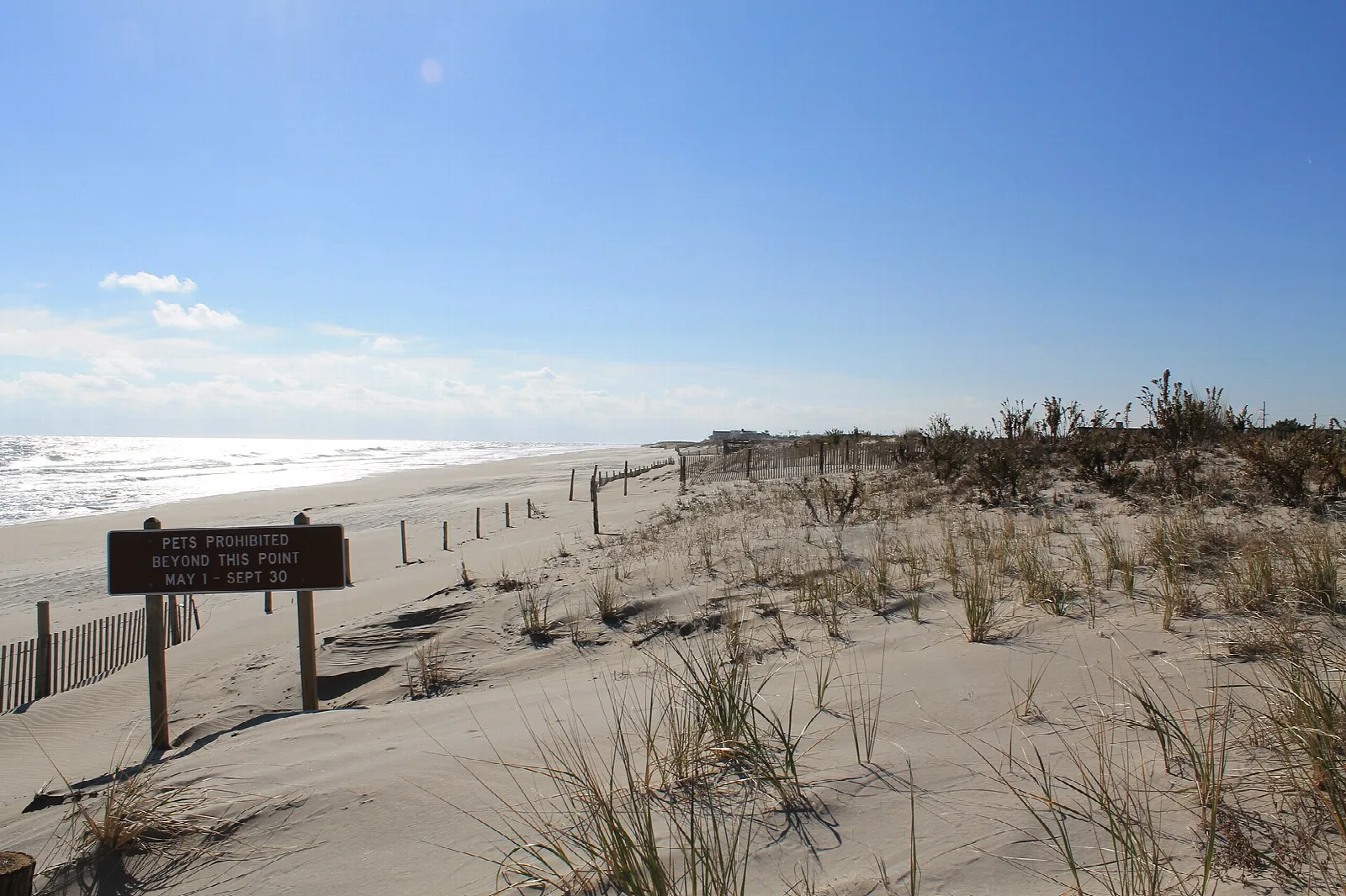 Beach dunes with dune grass and a sign beside the ocean