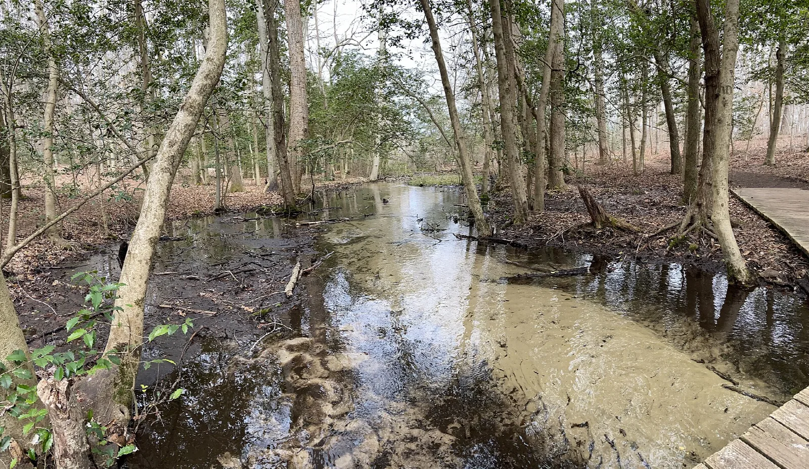 Quiet stream through bare woods beside a boardwalk path