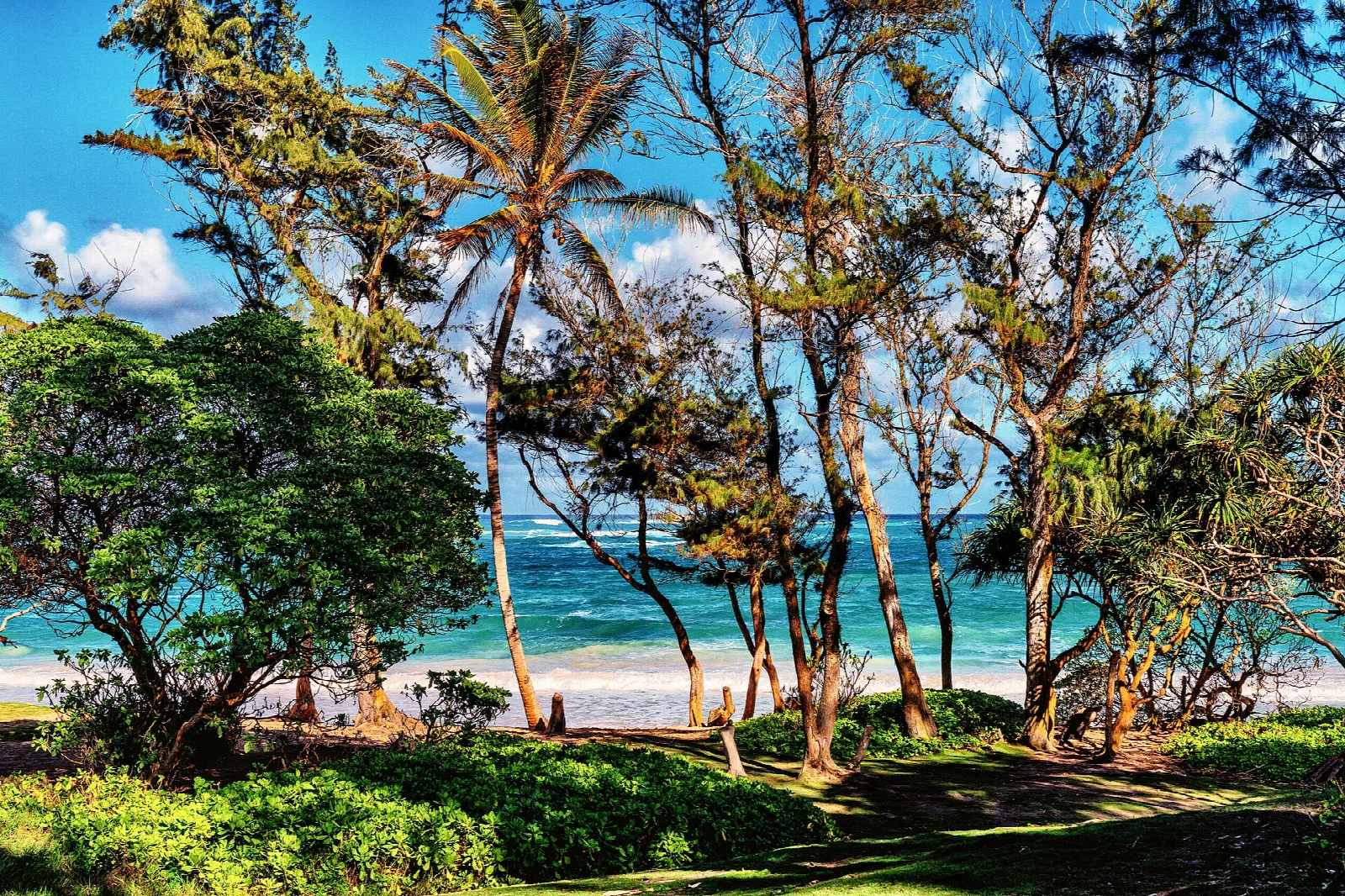 Trees and palms along a path to a turquoise beach, with white surf offshore