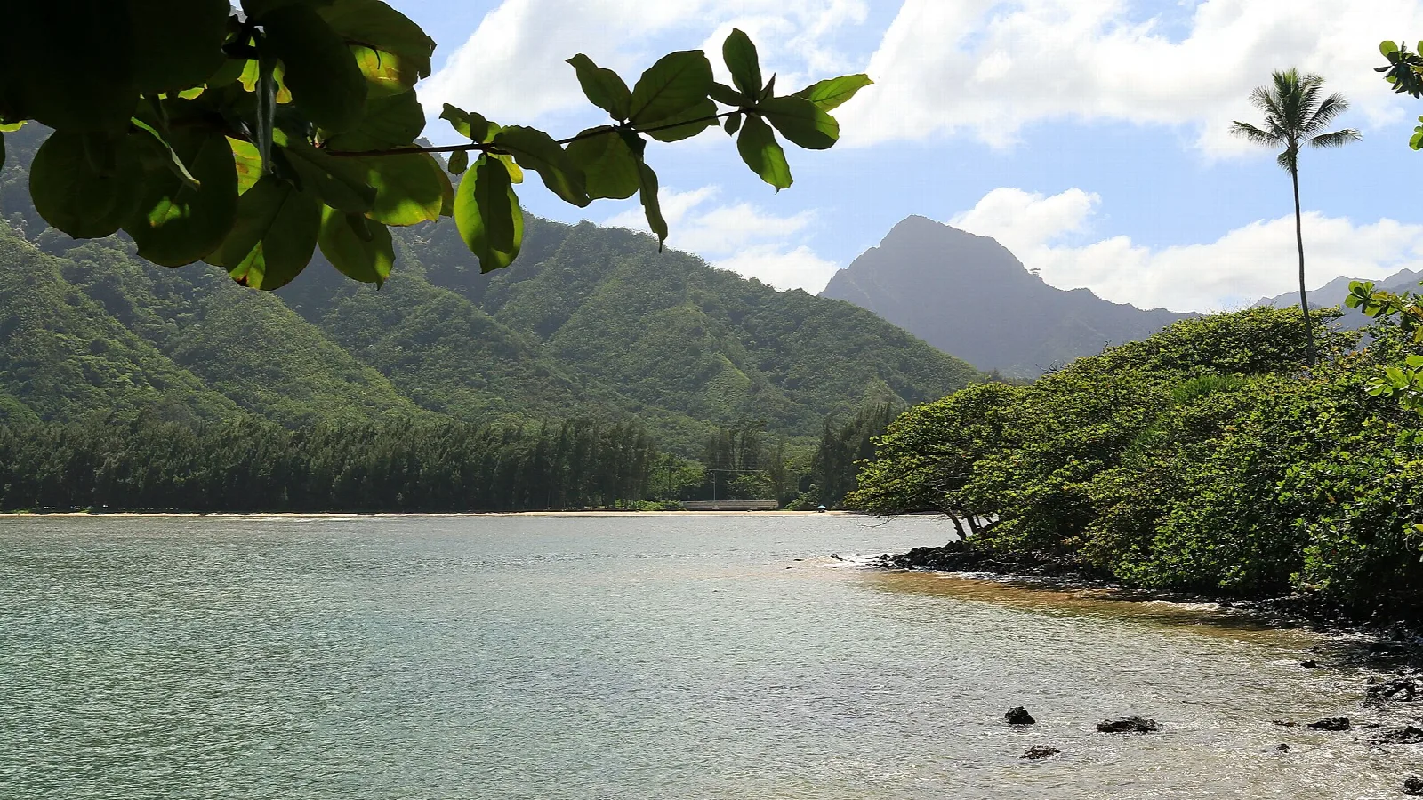 Calm pond with forested hills and a peak behind, palm tree at right