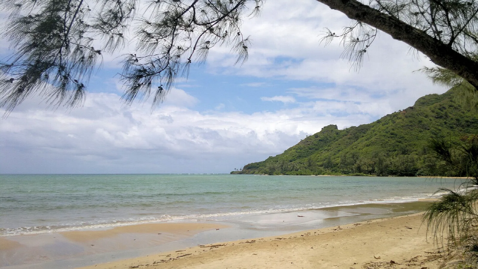 Sandy bay beach with calm water and a green headland, framed by a tree branch