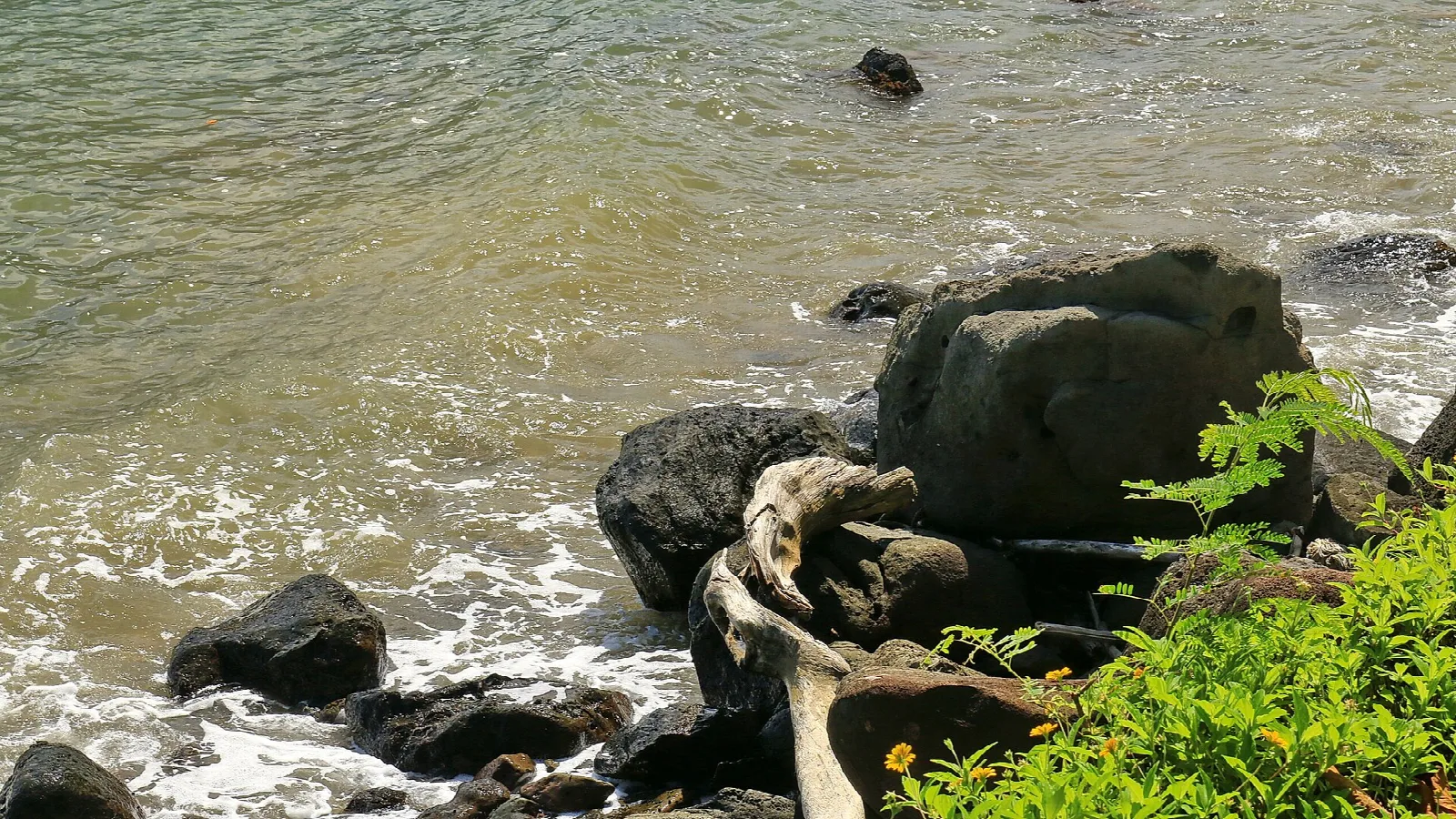 Shallow water washing over rocks and driftwood on a shoreline