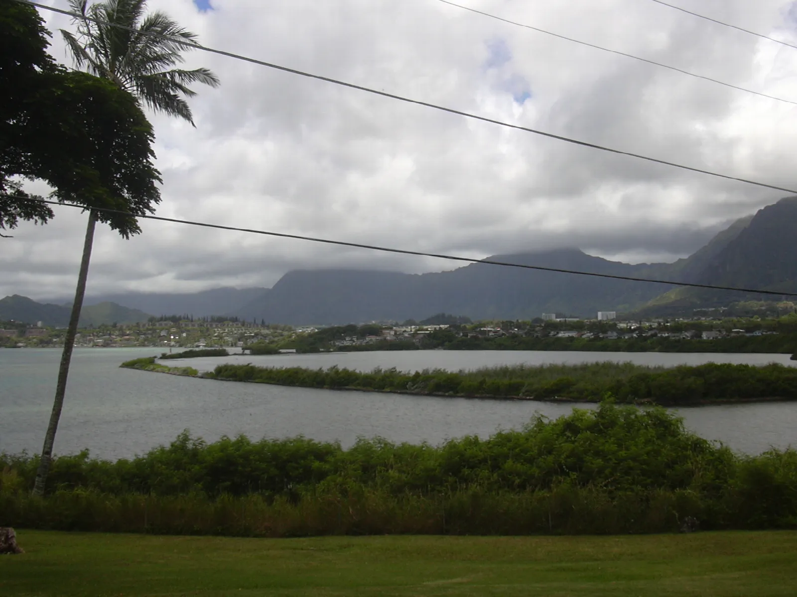 Grassy shore and mangroves along a calm inlet, with hills in the distance