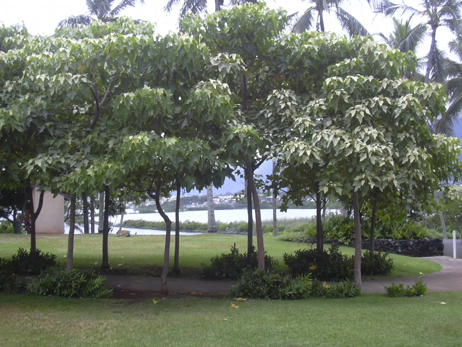 Grassy lawn with leafy trees and a view of water behind