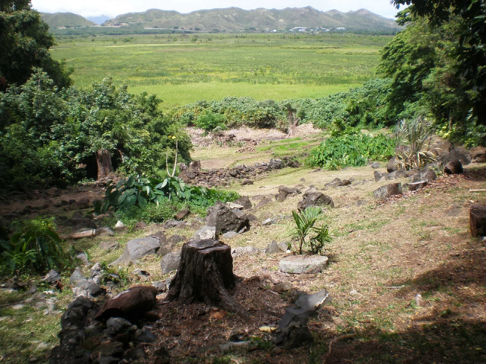 Rocky clearing with a tree stump, looking out over the green Kawai Nui Marsh