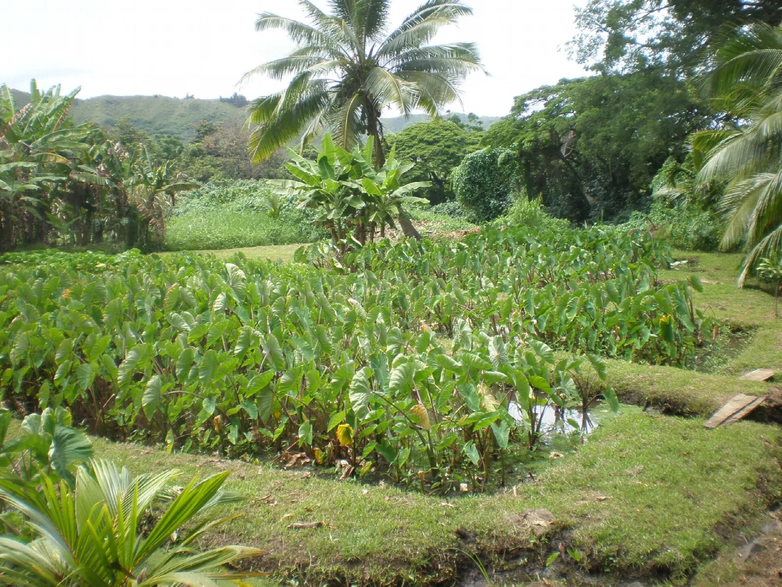 Green taro fields in small terraced plots among palms and trees