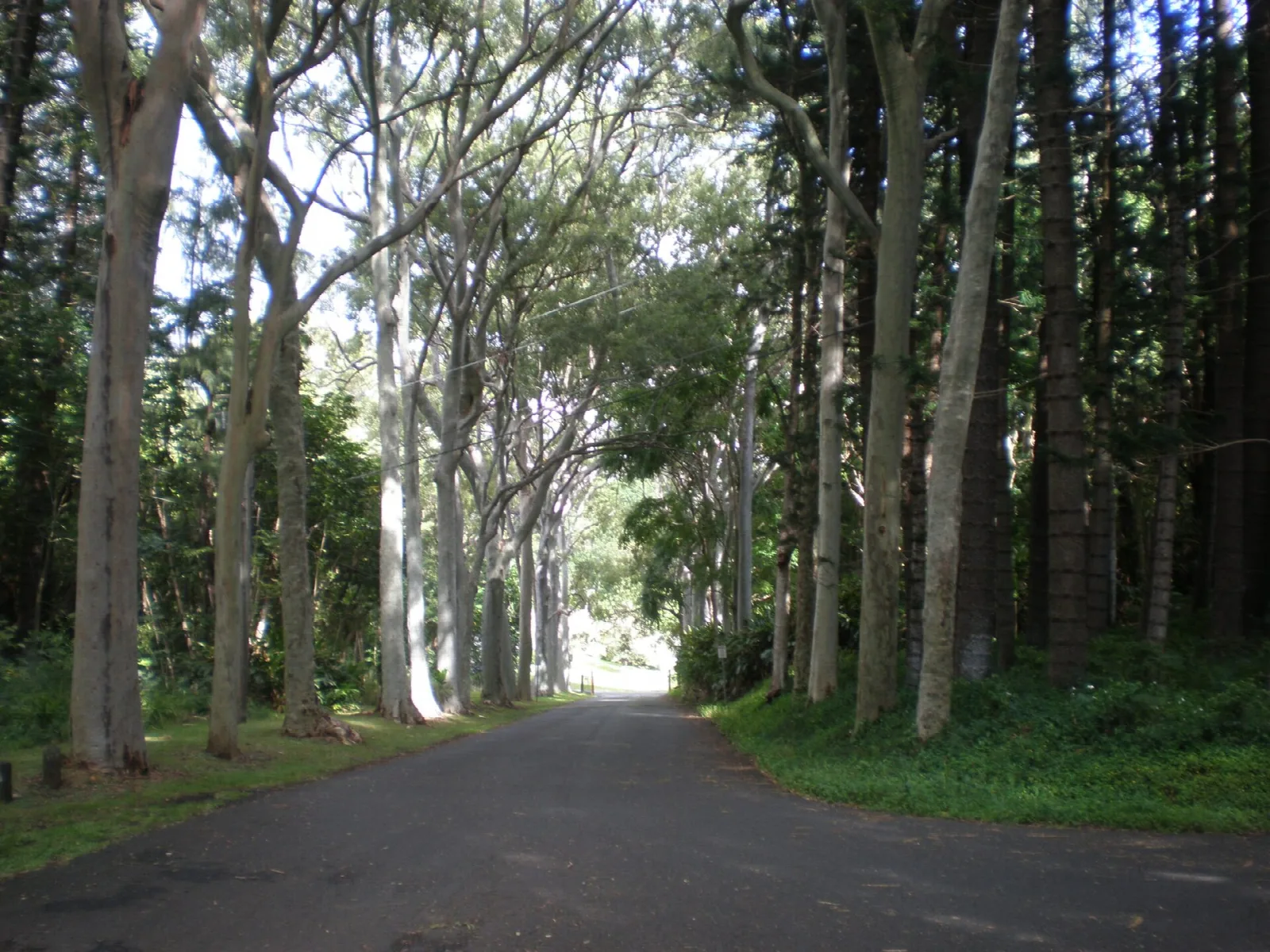 Road lined with tall trees running toward a bright opening