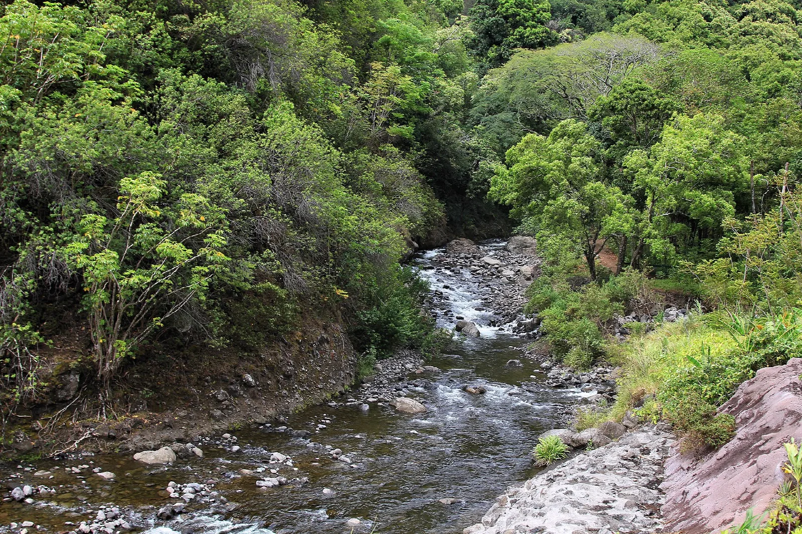 Rocky stream running through green forest