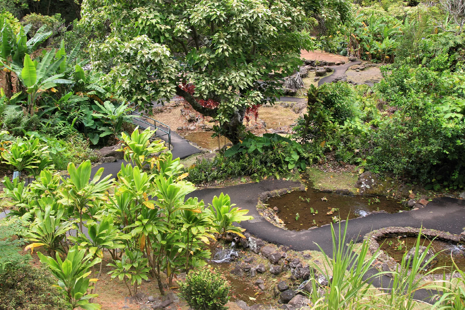 Paved nature trail winding through tropical plants and a small pond
