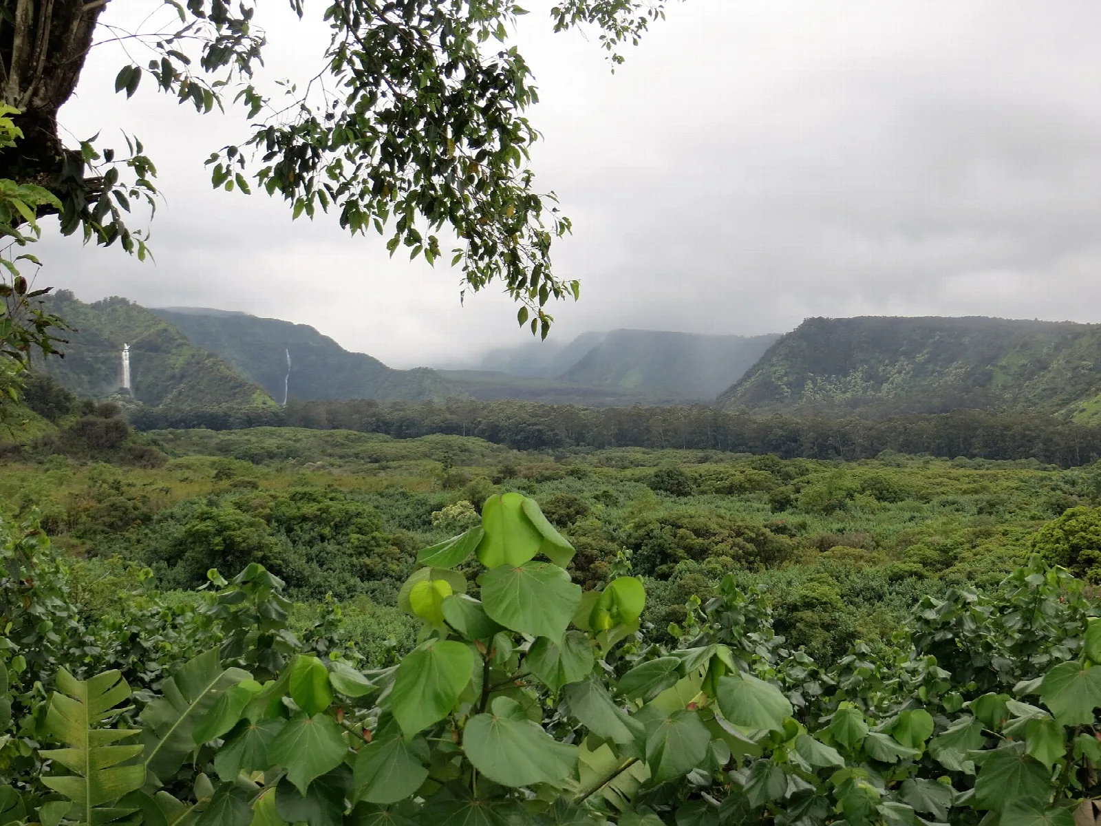 Broad green valley with leafy foreground plants and cliffs in the distance