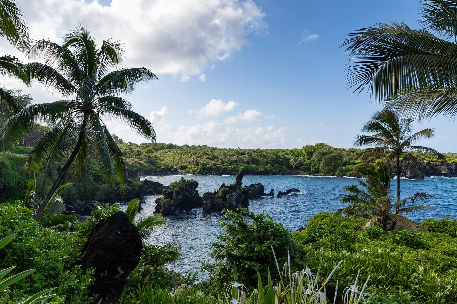 Palm trees framing a rocky cove with dark lava stacks and a green shoreline