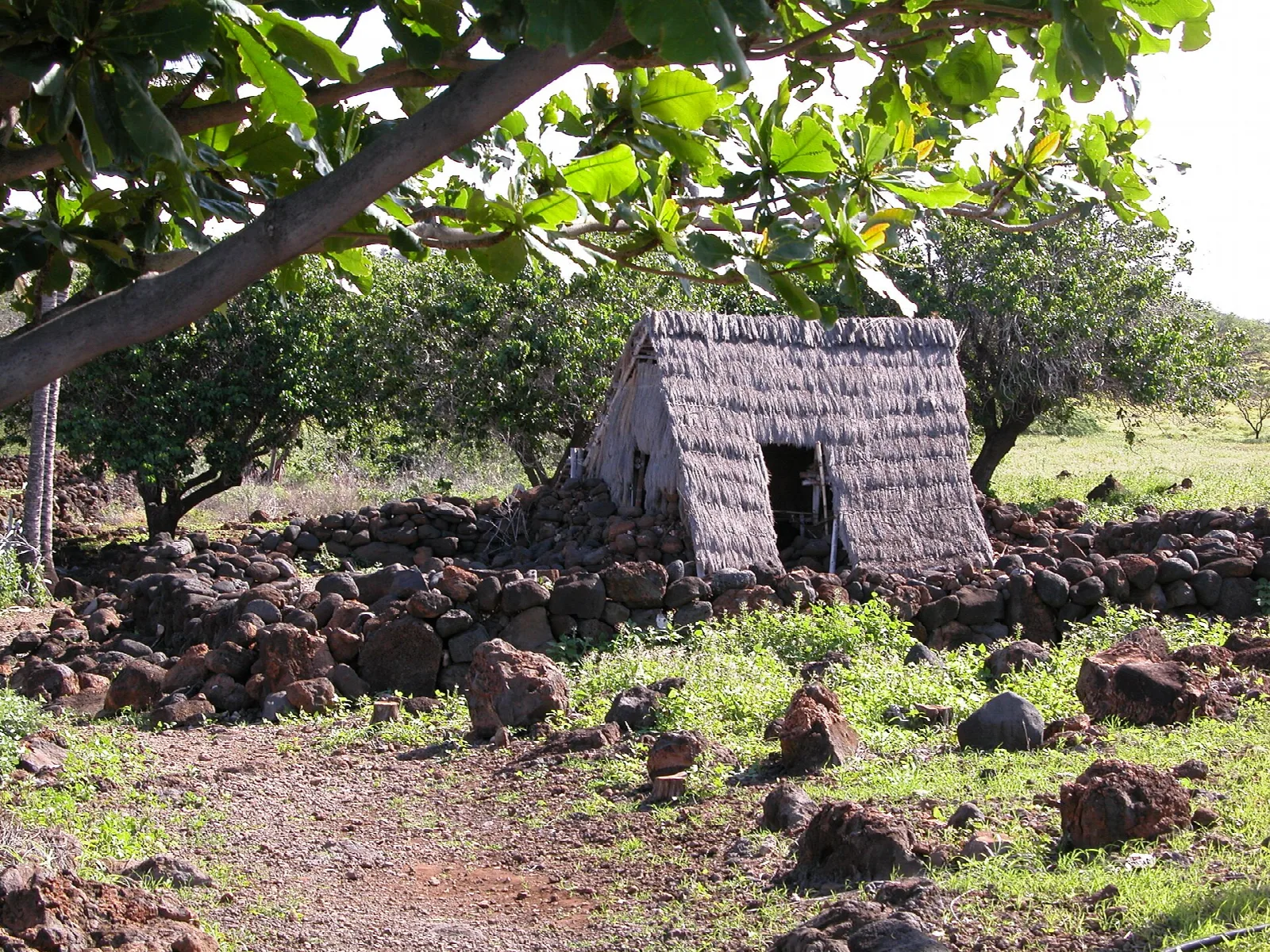 Small thatched hut among lava rock walls and green trees