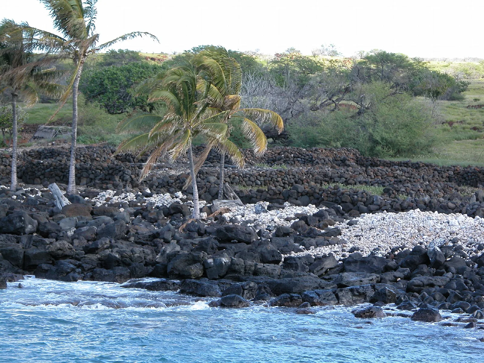 Dark lava rock shoreline with white coral and palms beyond