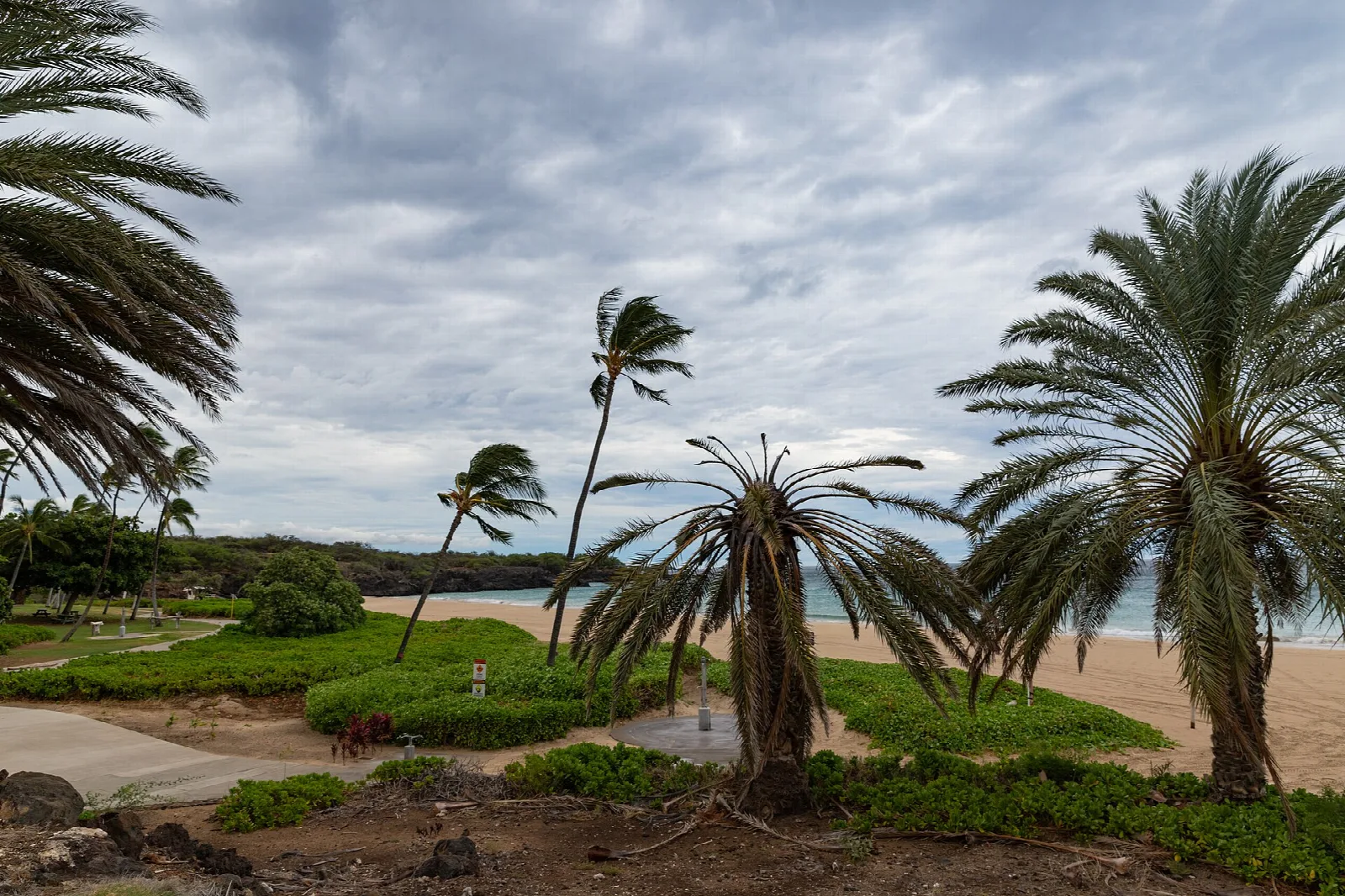 Palm trees bending in wind beside a lawn and the beach