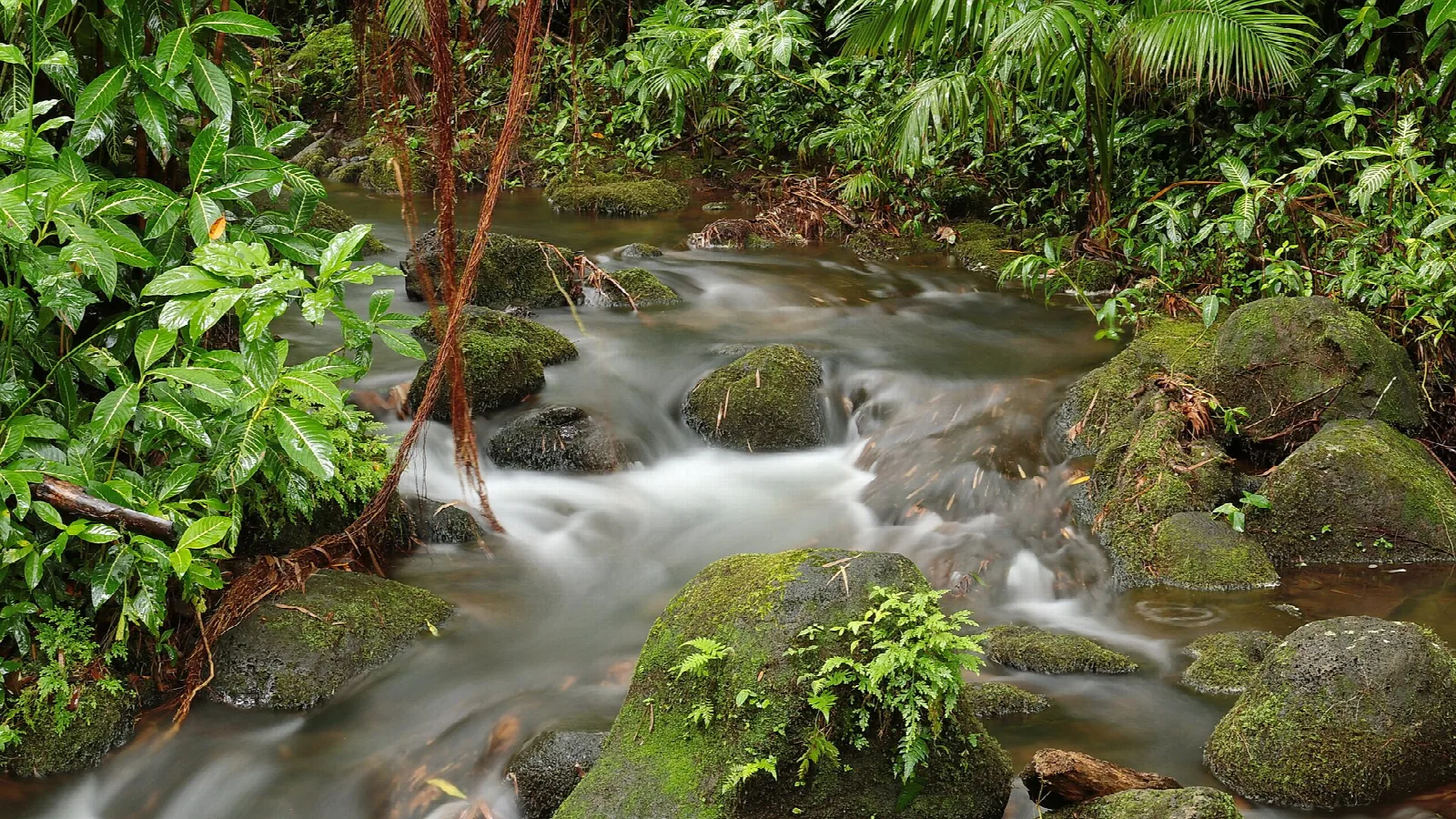Small stream flowing over mossy rocks in green forest