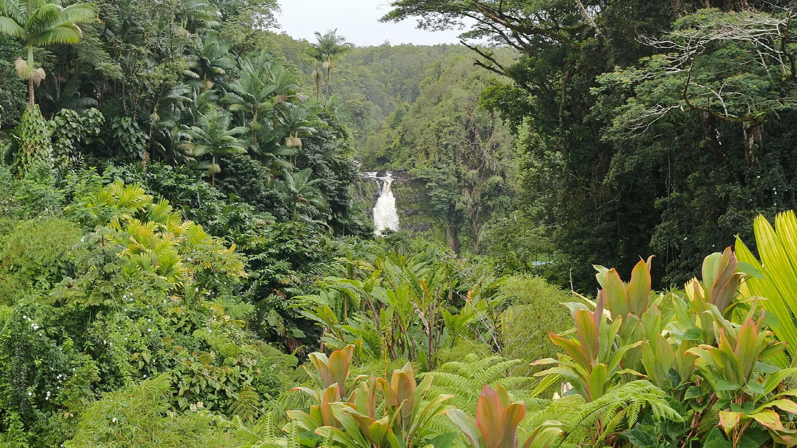 Distant waterfall seen through dense tropical forest