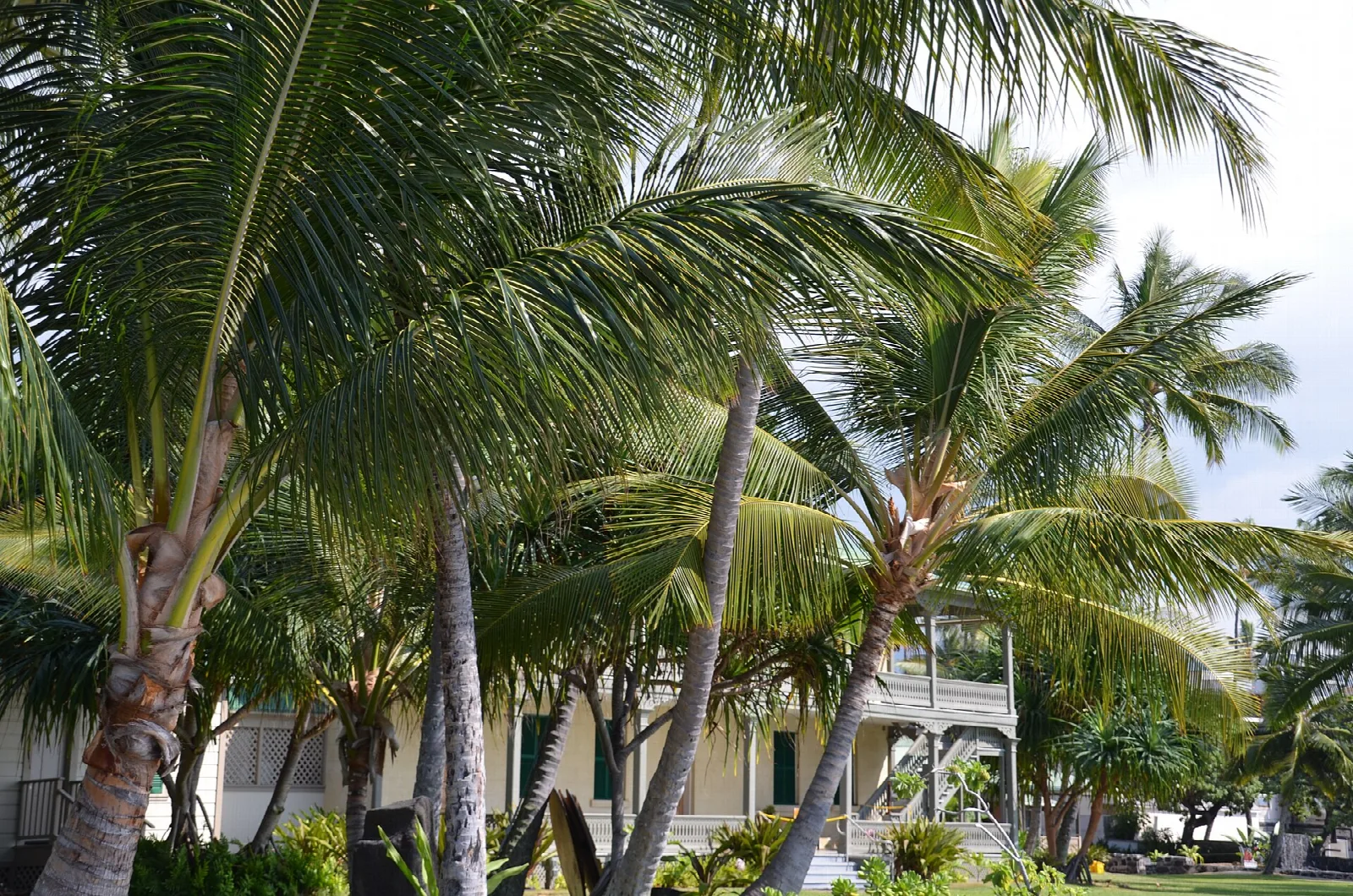 Palm trees in front of the palace's upper veranda